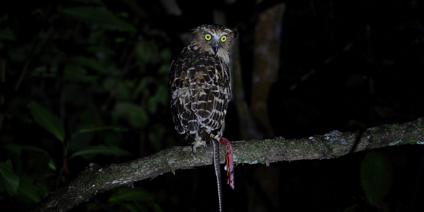 Buffy Fish Owl perched on a tree branch at night in the Kinabatangan Rainforest, Sabah, holding a freshly caught prey with glowing yellow eyes