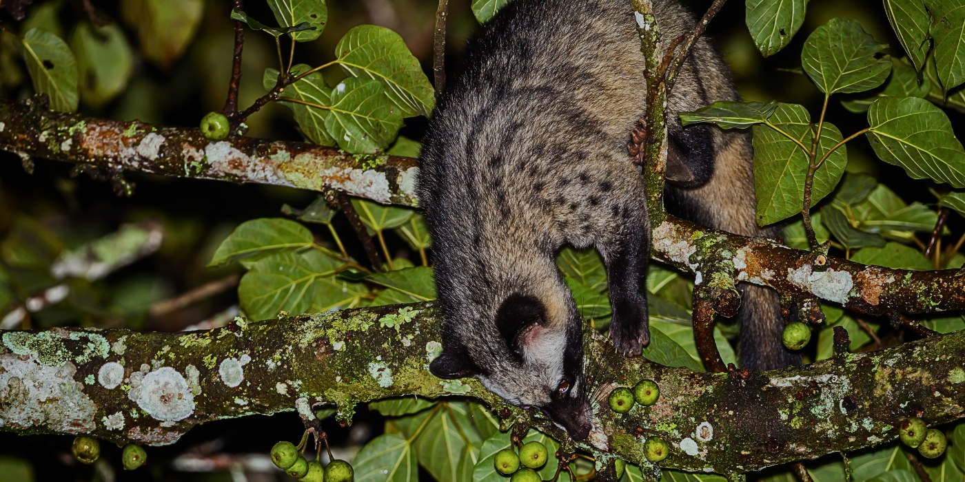 A civet cat foraging in the Kinabatangan Rainforest at night, climbing along a fruiting tree branch in Sabah, Borneo