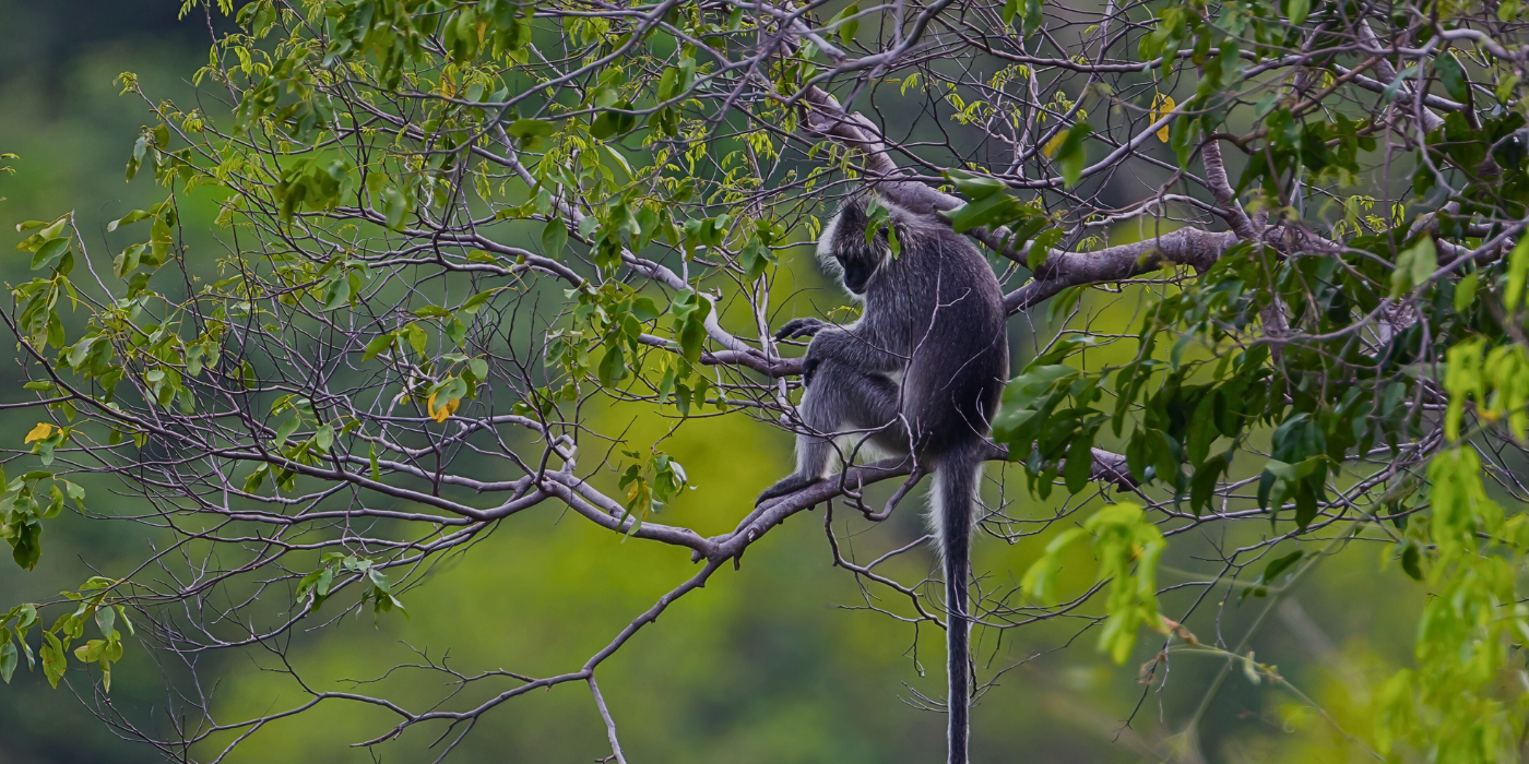 Silvered Langur perched on a tree branch in the Kinabatangan Rainforest, Sabah, Malaysia, with dense green foliage in the background