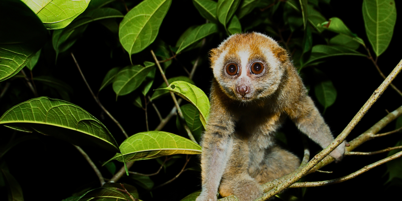 Slow Loris with large reflective eyes perched on a tree branch in the Kinabatangan Rainforest, Sabah, Malaysia, during a night walk