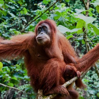Eco Tours Malaysia