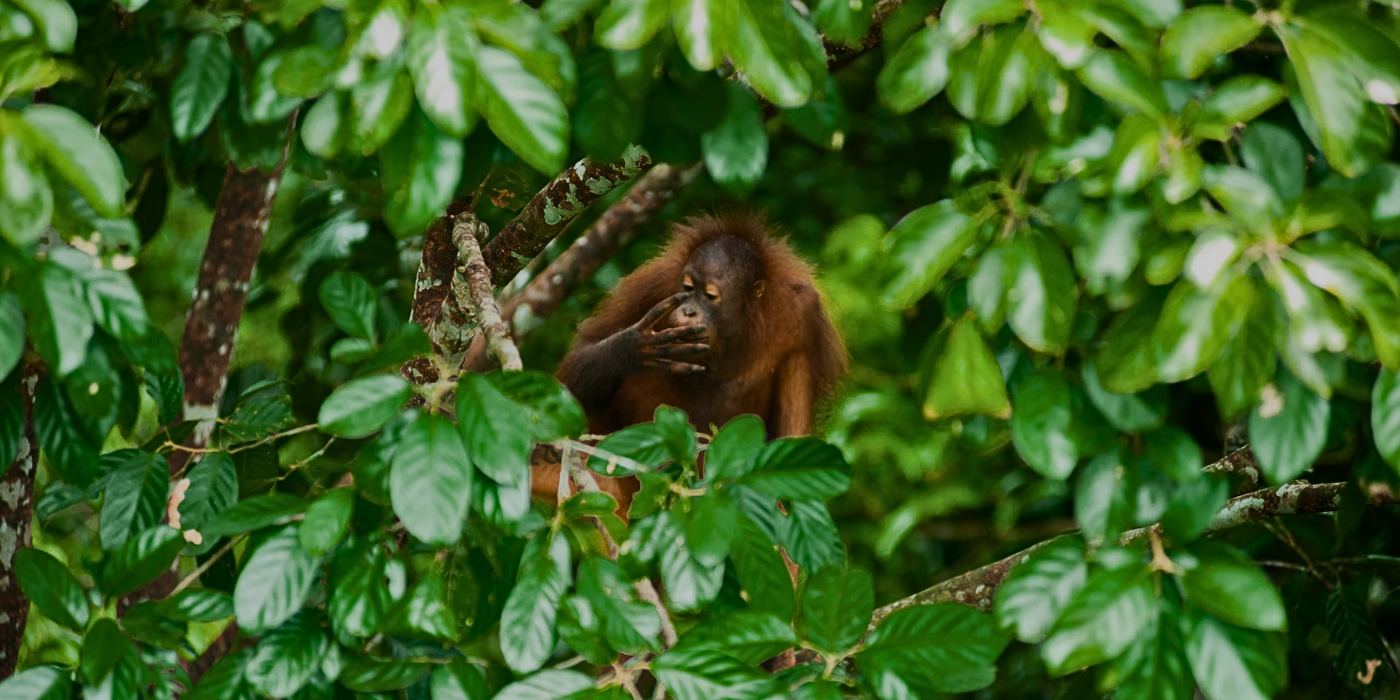 Full Day Sepilok Orangutan Sun Bear Labuk Bay RDC Tour
