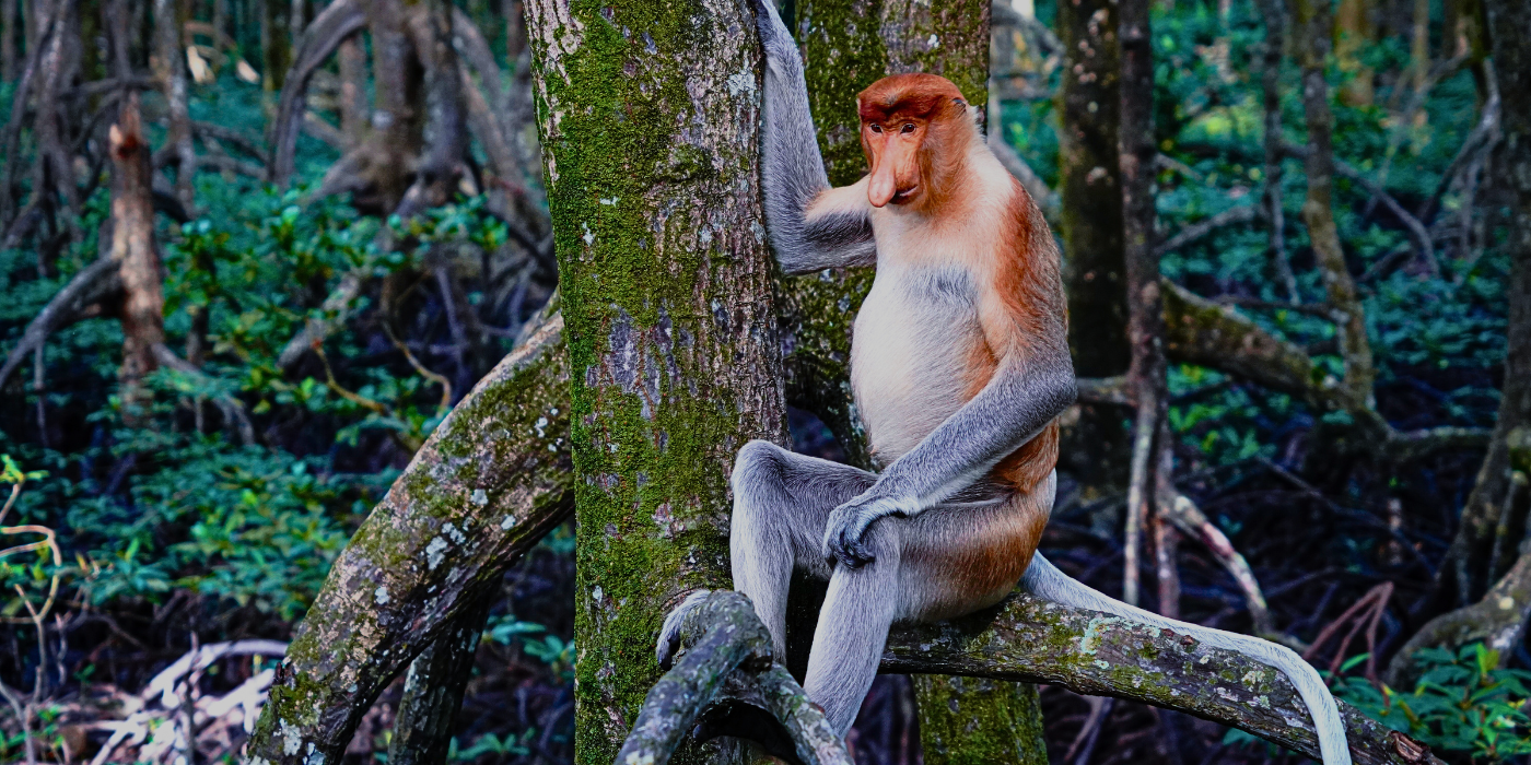 A large male proboscis monkey sitting calmly on tree roots in the mangrove forest along the Kinabatangan River, Sabah
