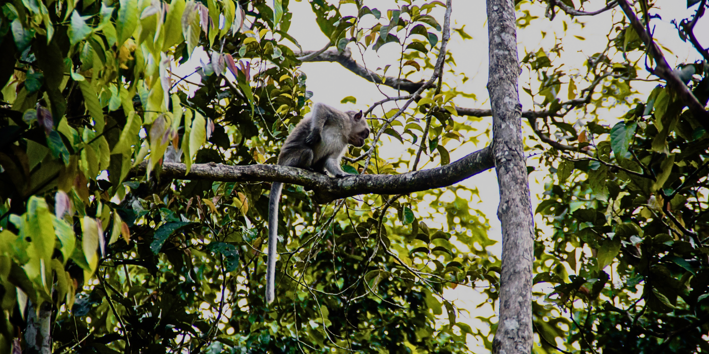 A long-tailed macaque sitting on a tree branch and eating in the lush rainforest canopy of Kinabatangan, Sabah