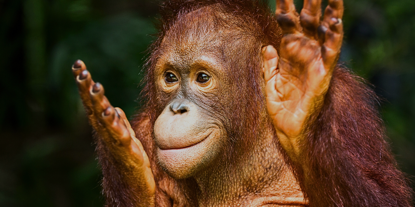 Half Day Sepilok Orangutan and Sun Bear Tour
