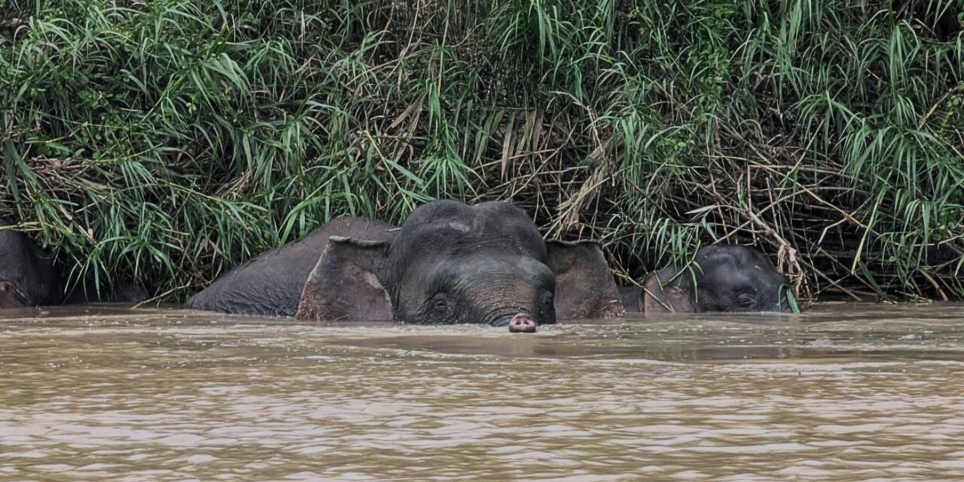 Kinabatangan Wildlife Wonders Top 10 Amazing Animals To Spot In Borneo Kinabatangan Wildlife Wonders Top 10 Amazing Animals To Spot In Borneo