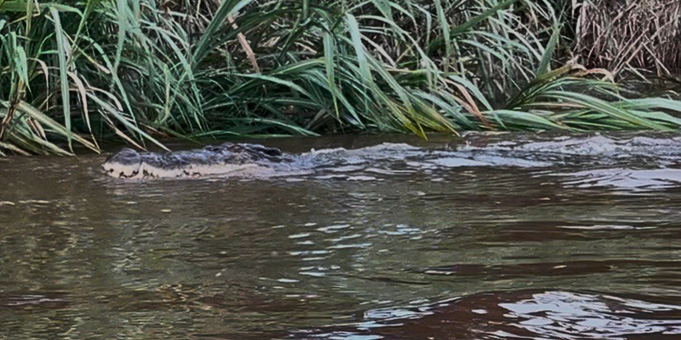 A wild crocodile swims along the Kinabatangan River during a wildlife safari boat tour in Sabah.