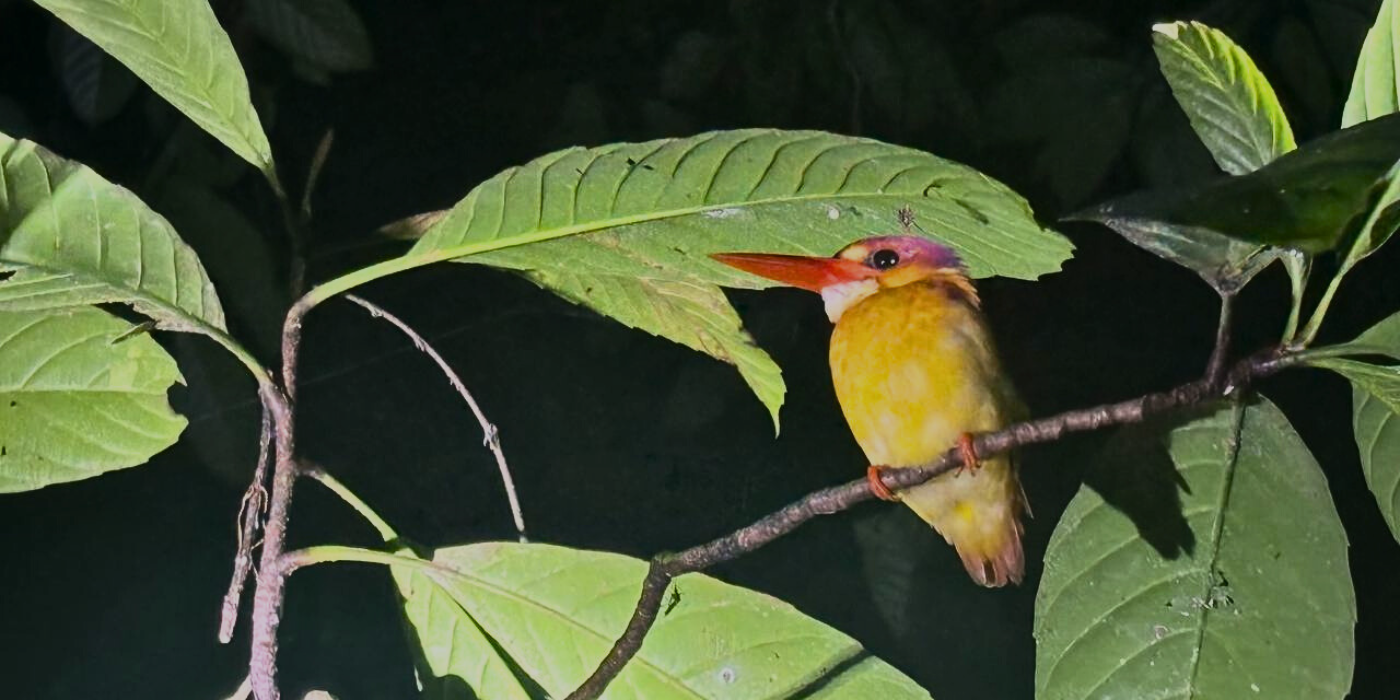 Colorful kingfisher perched on a tree during a night walk at Kinabatangan Rainforest.