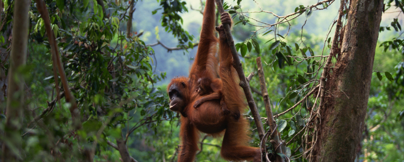 Eco Tours Malaysia