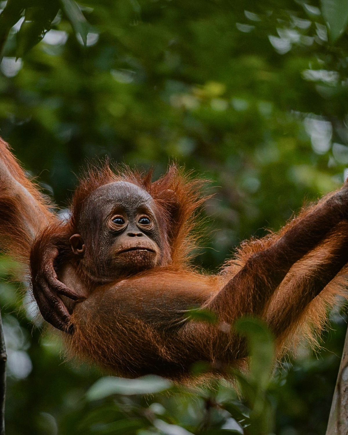 Sanctuary A young Bornean orangutan hanging on a tree in the Sepilok Rehabilitation Centre, Sabah