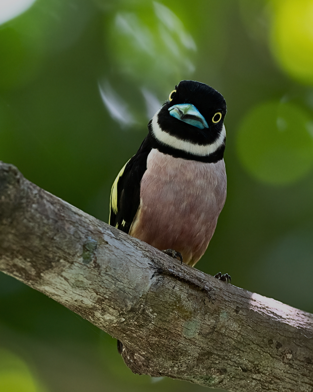 A black-and-yellow broadbill bird looking alert while perched on a tree in Borneo