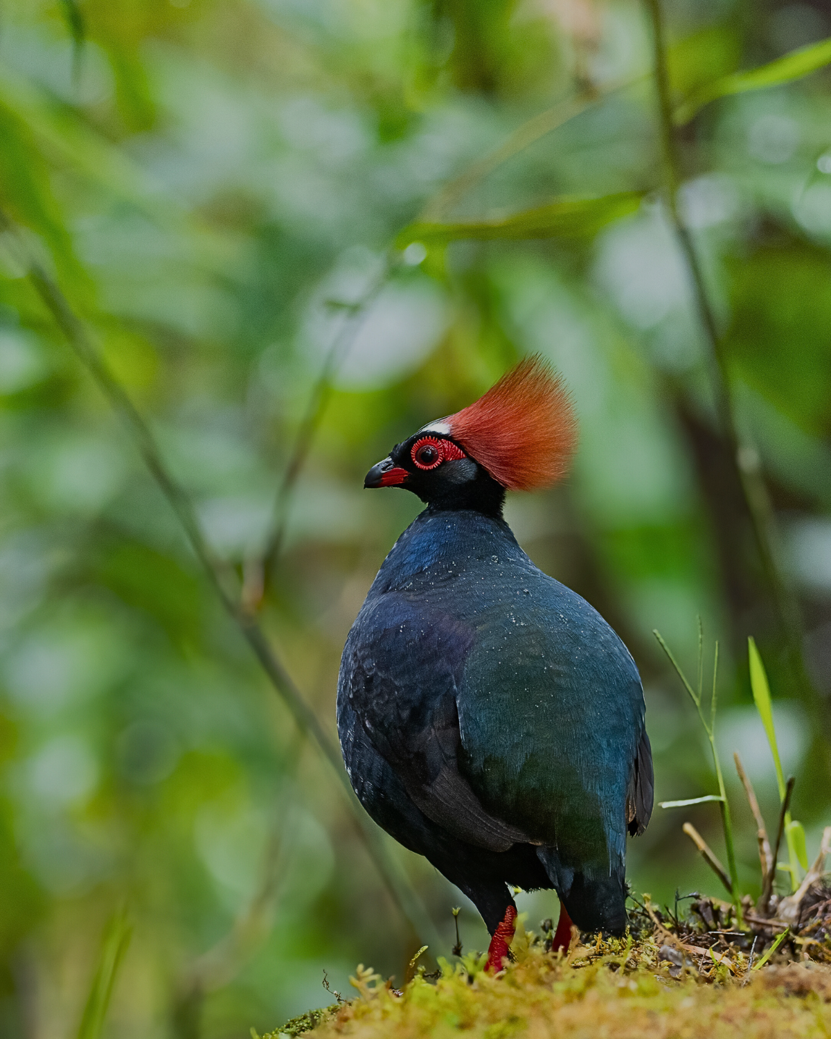 Crested partridge with red eyes and a fiery crest, standing on rainforest floor