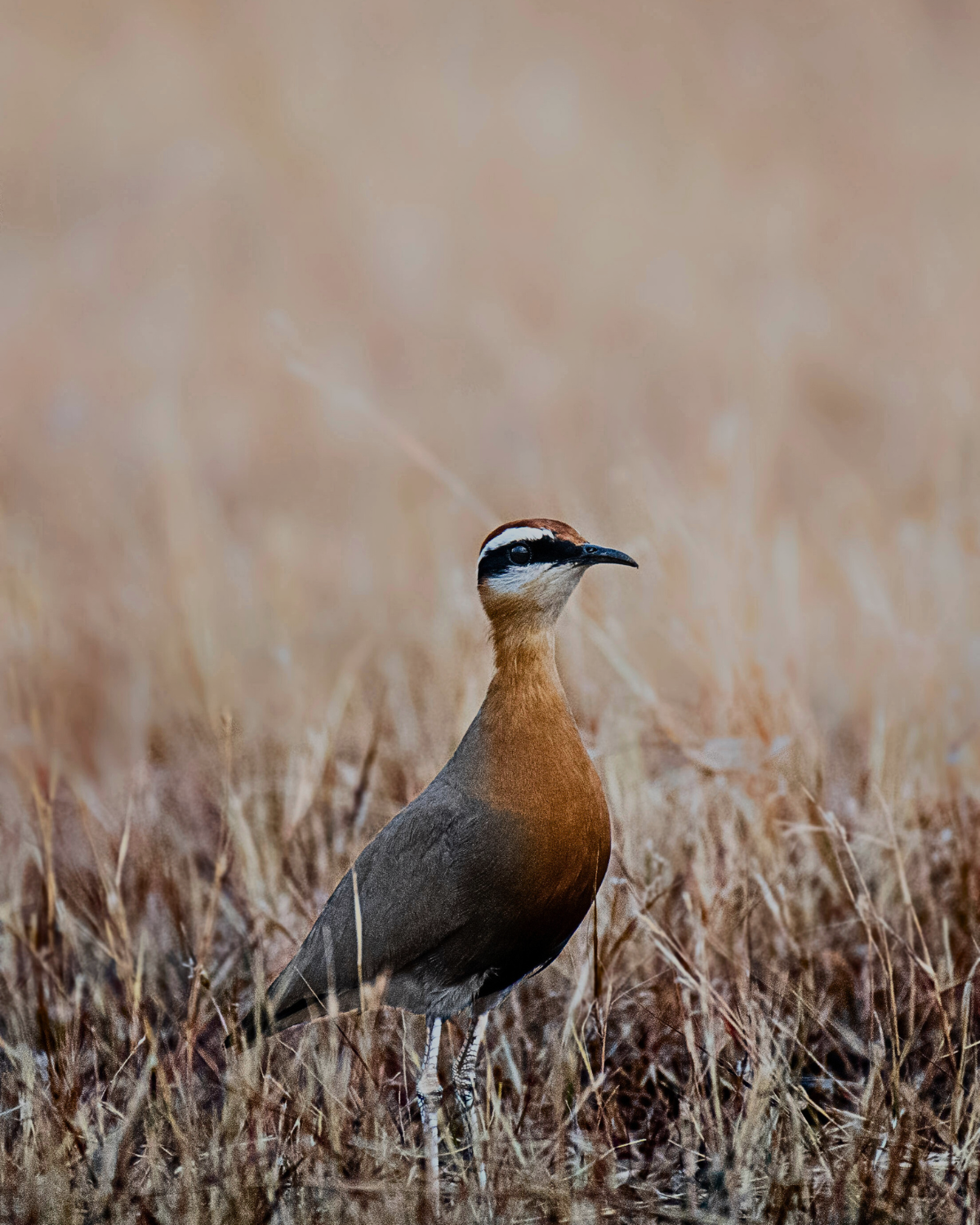 A Malaysian plover bird standing alert in golden dry grass field in Sabah