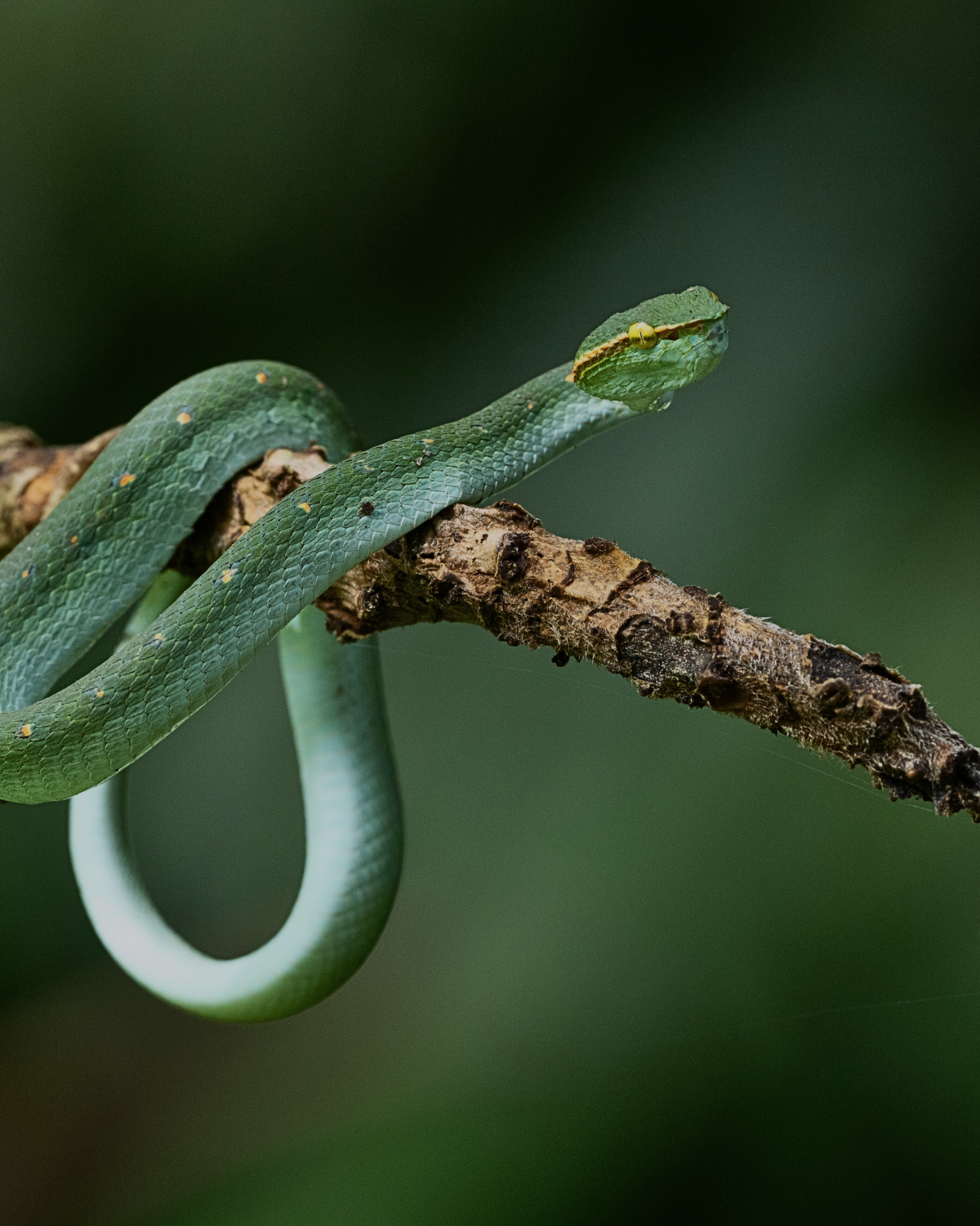 A vibrant green pit viper resting on a forest branch in Sabah, Borneo rainforest