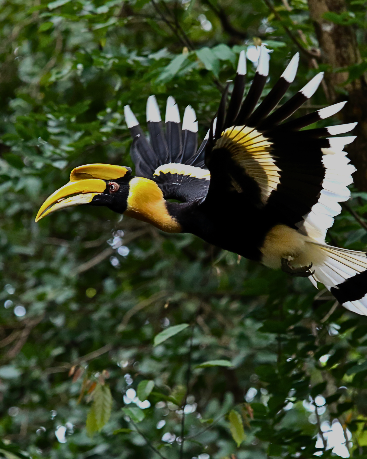 Great hornbill mid-flight with outstretched wings in the dense Bornean jungle