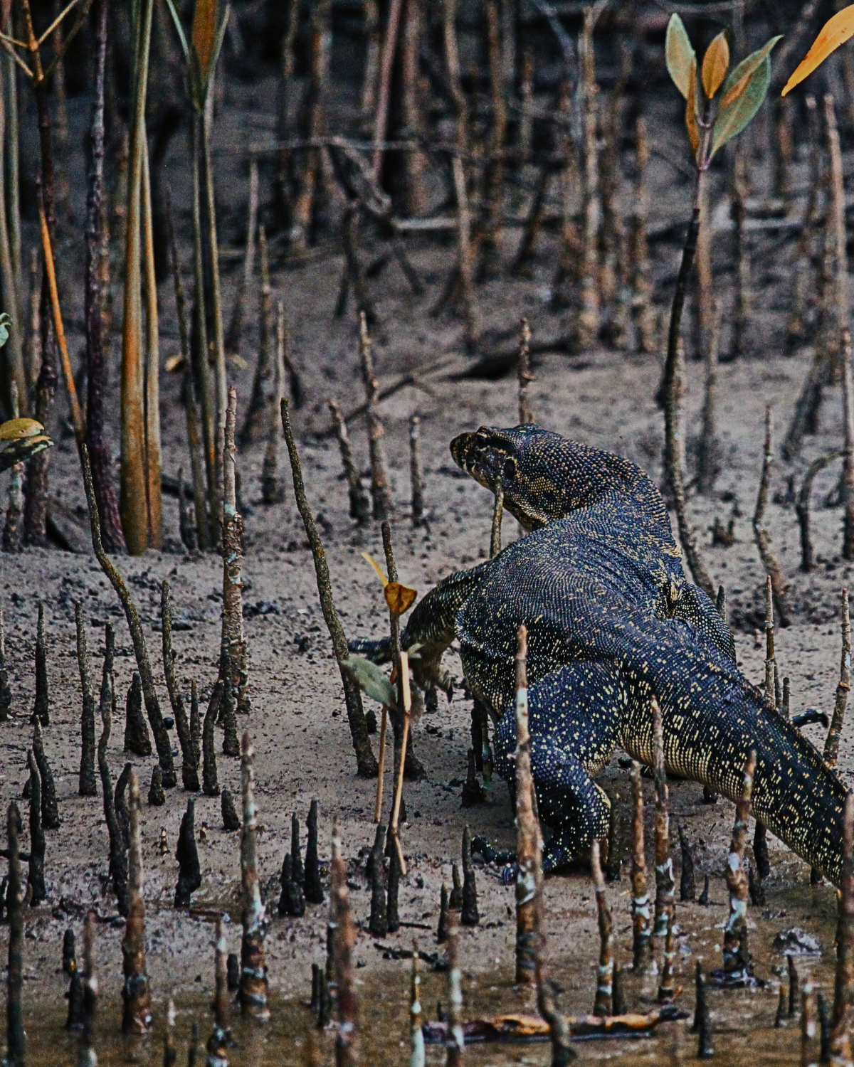 Large Bornean water monitor lizard walking through muddy mangrove forest in Sabah