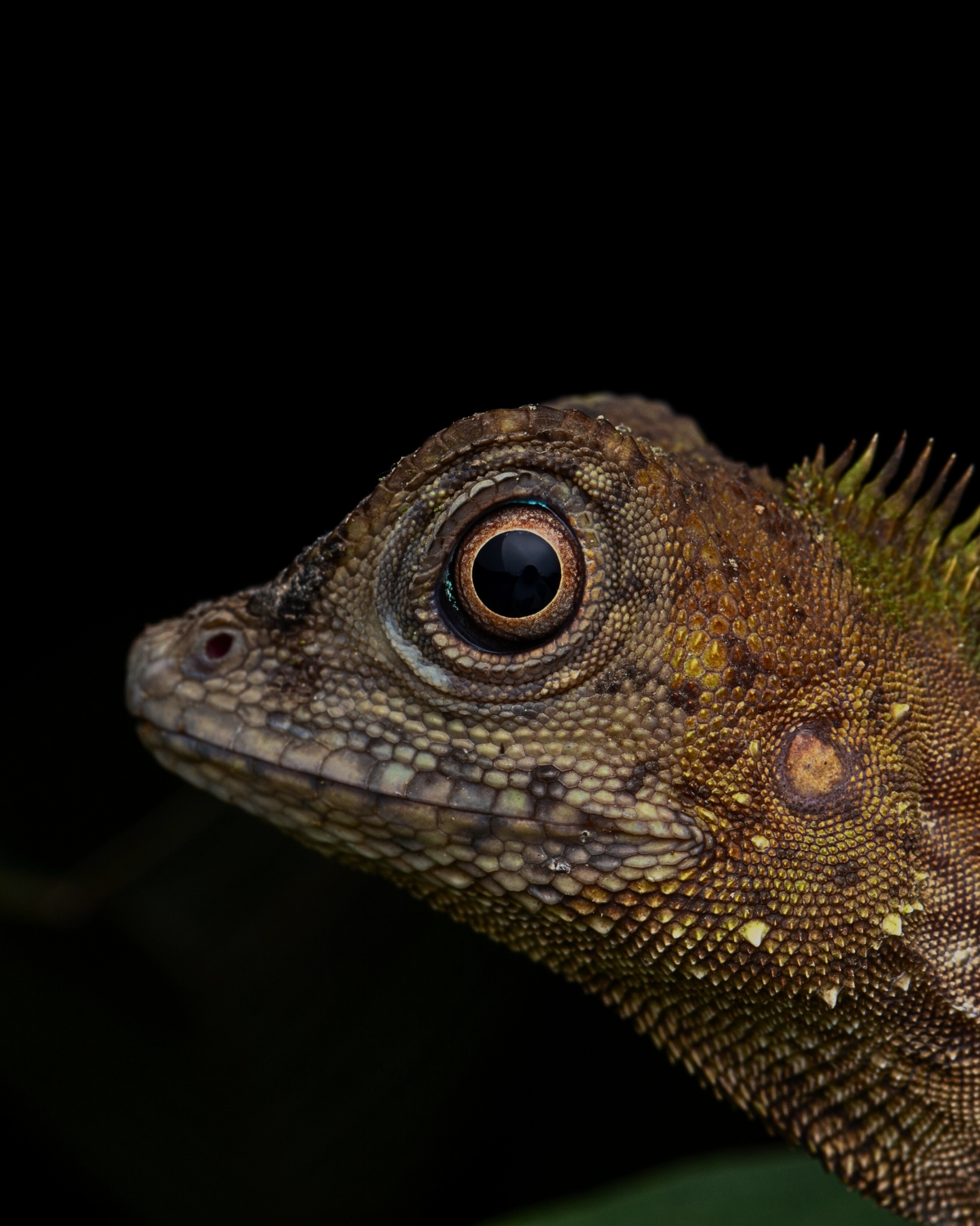 Macro shot of a forest lizard's eye and scaly texture against black background