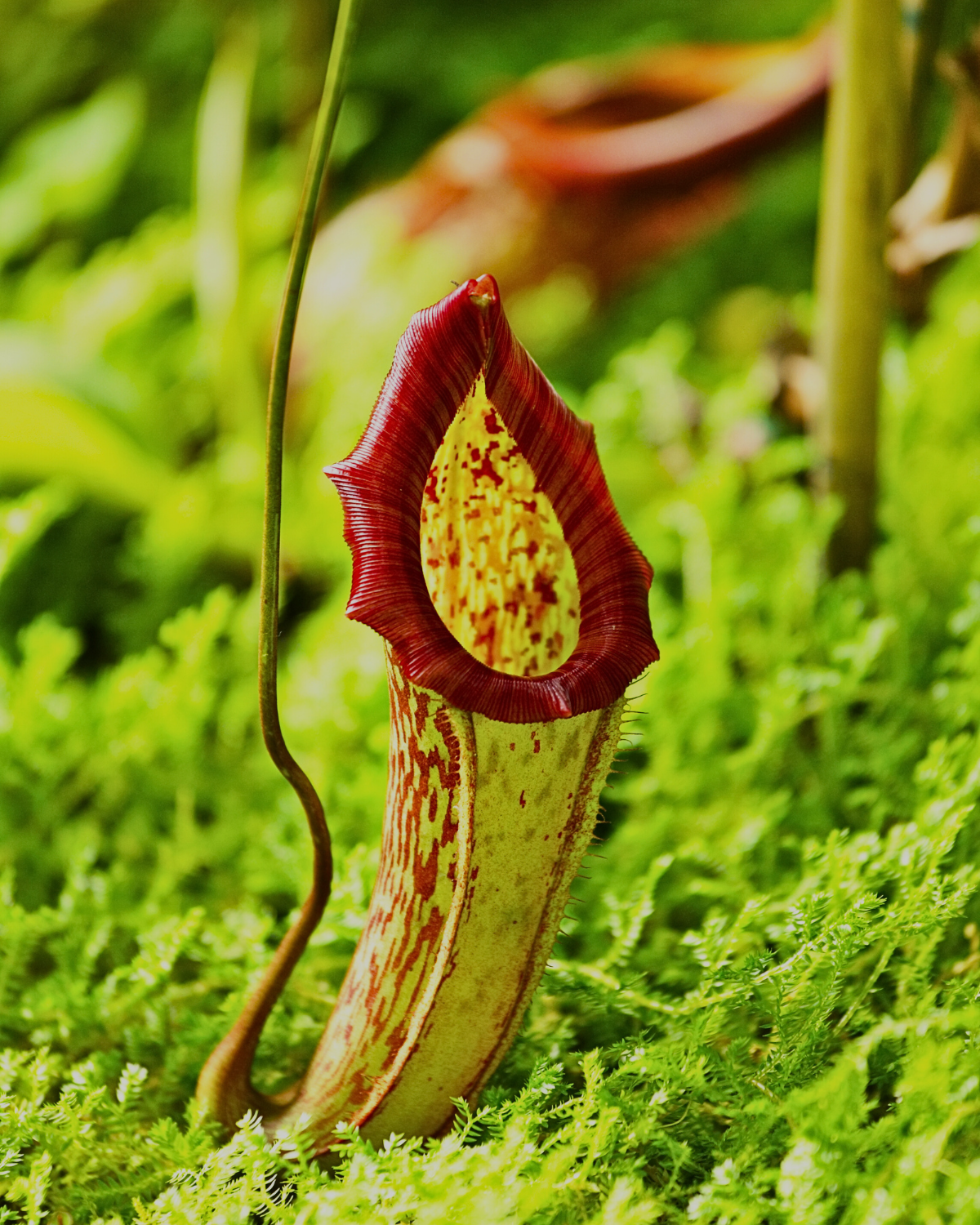 Close-up of a colorful nepenthes pitcher plant species growing on mossy ground