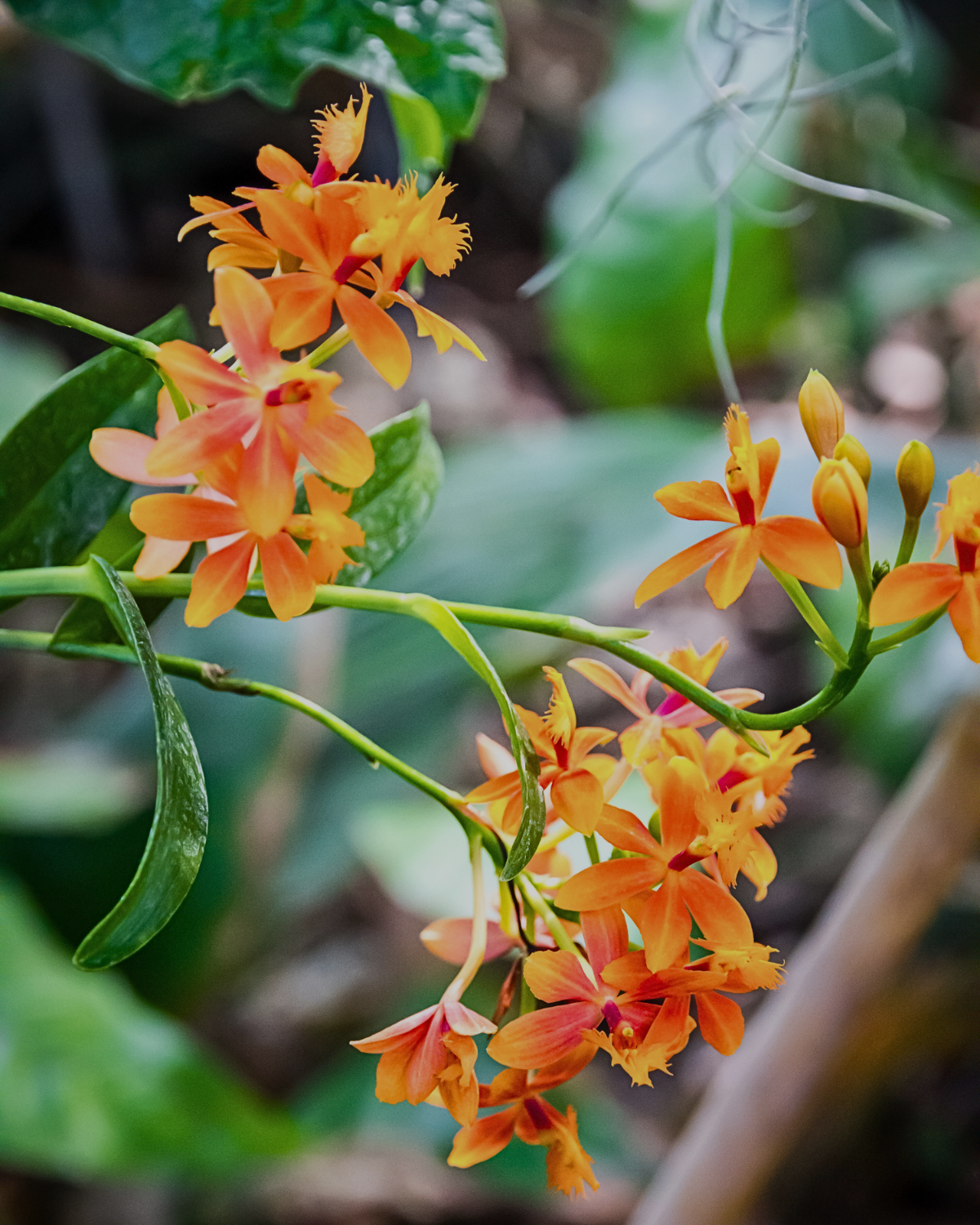 Cluster of vibrant orange wild orchids with soft-focus forest background