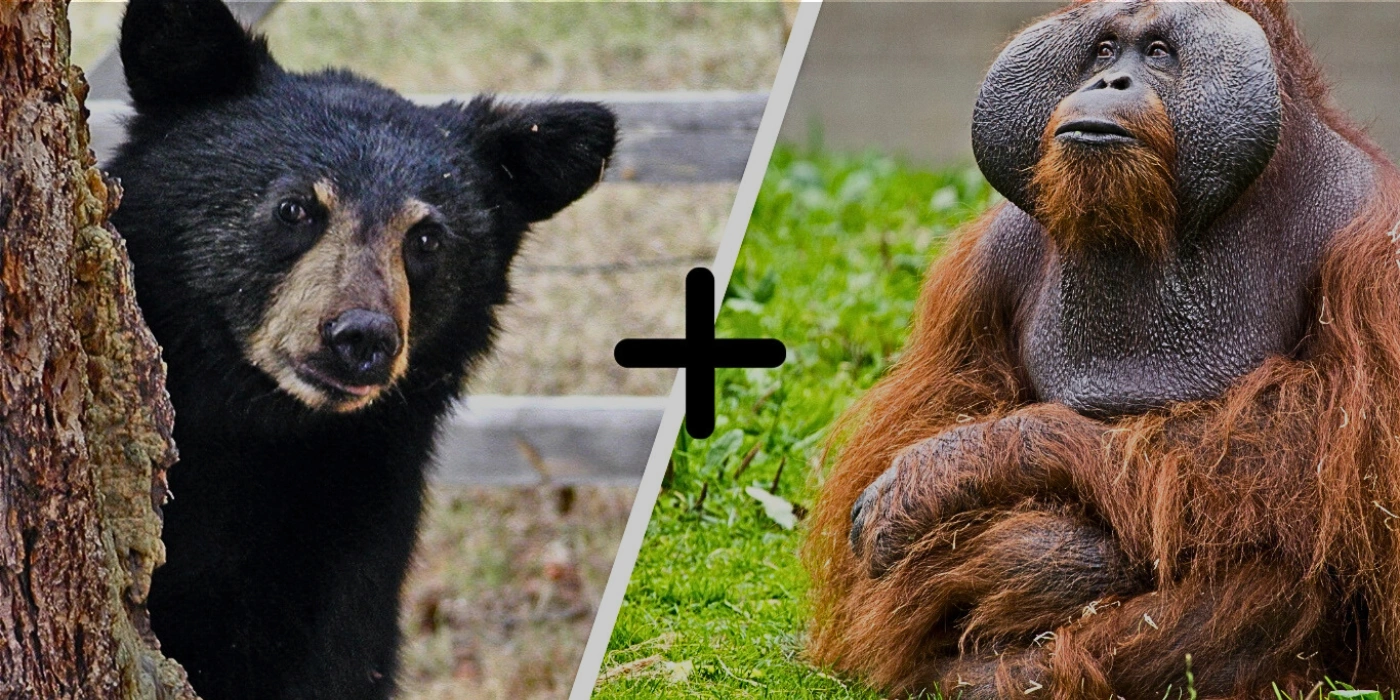 Images of a sun bear and an orangutan, highlighting a combined visit to the Bornean Sun Bear Conservation Centre and Sepilok Orangutan Rehabilitation Centre in Sabah