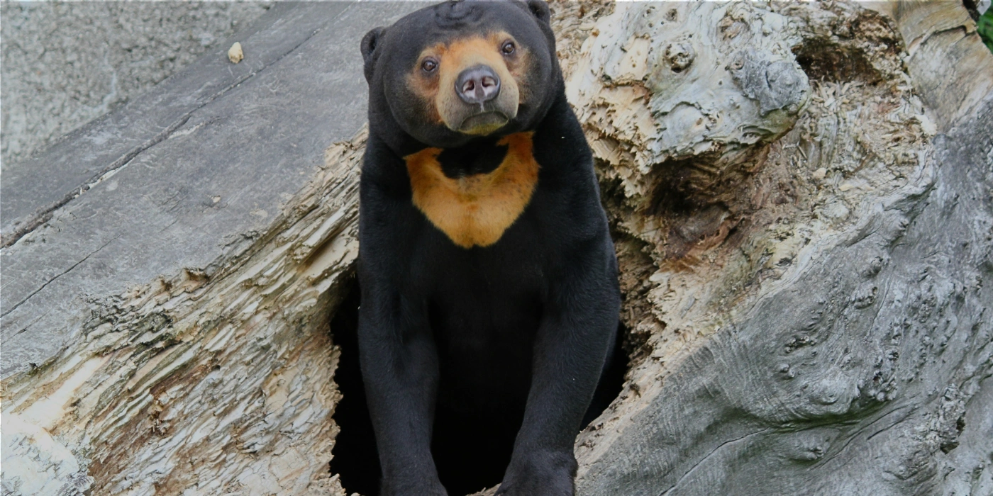 a bornean sun bear nestled inside a hollow tree log
