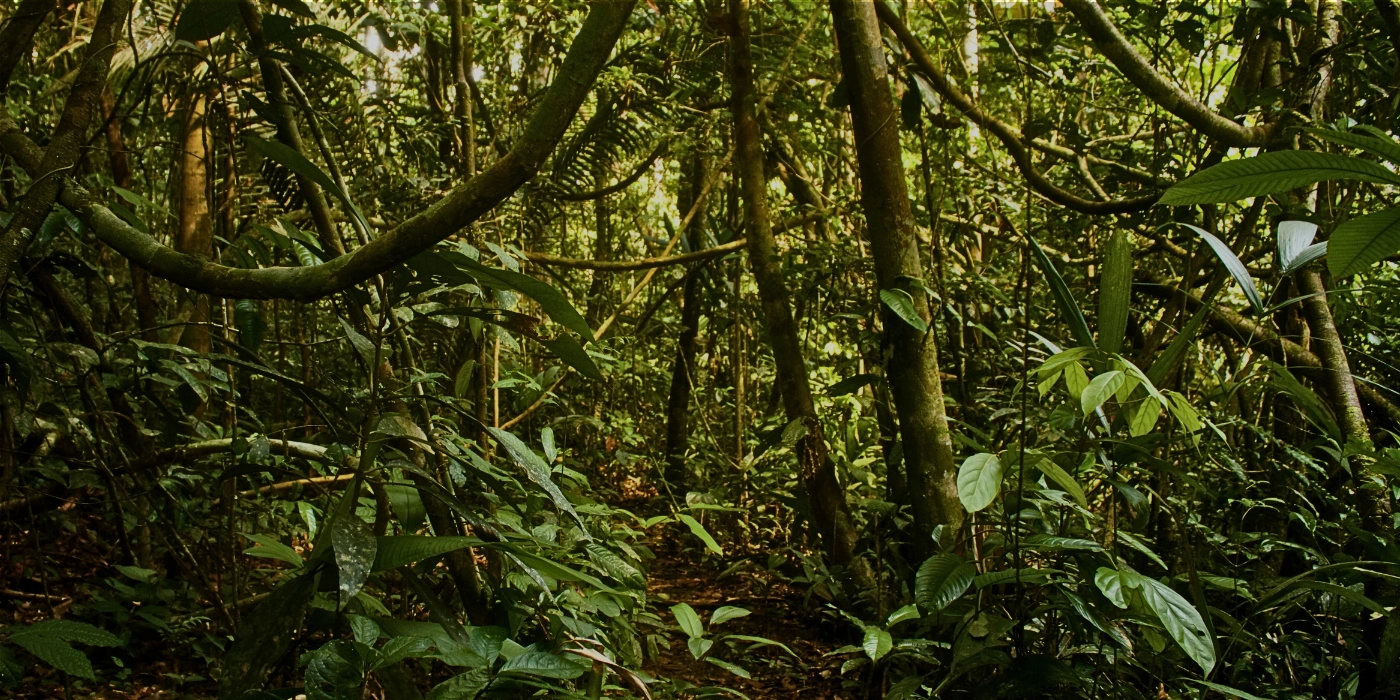 Thick, green tropical rainforest with layered vegetation and sunlight filtering through the trees- how to get to danum valley