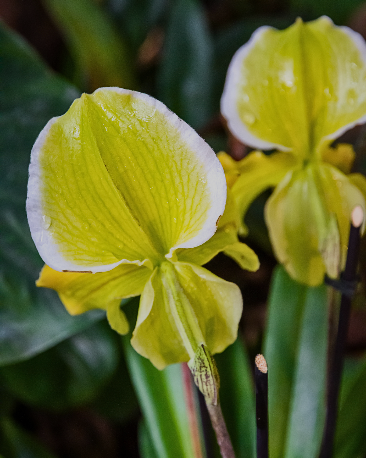 Close-up of a green and white Paphiopedilum orchid blooming in tropical Sabah