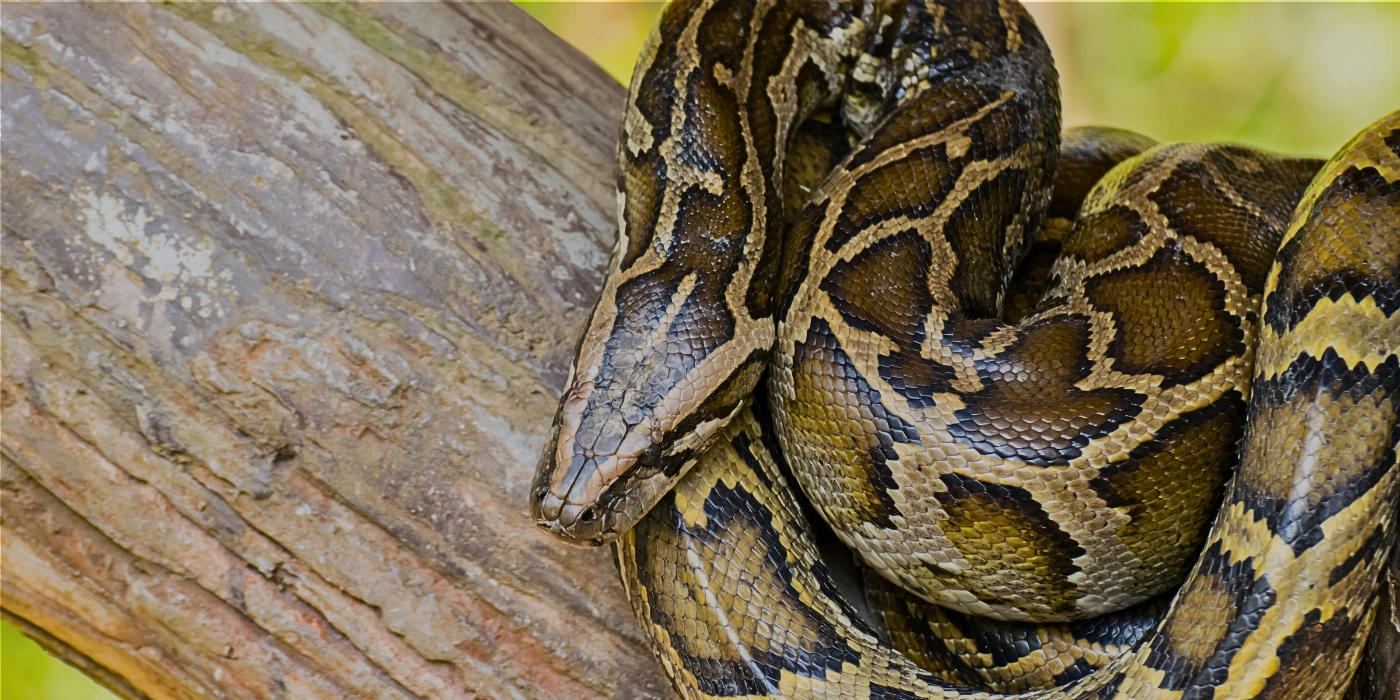 Large python coiled on the forest floor, showcasing its patterned scales in a tropical jungle environment