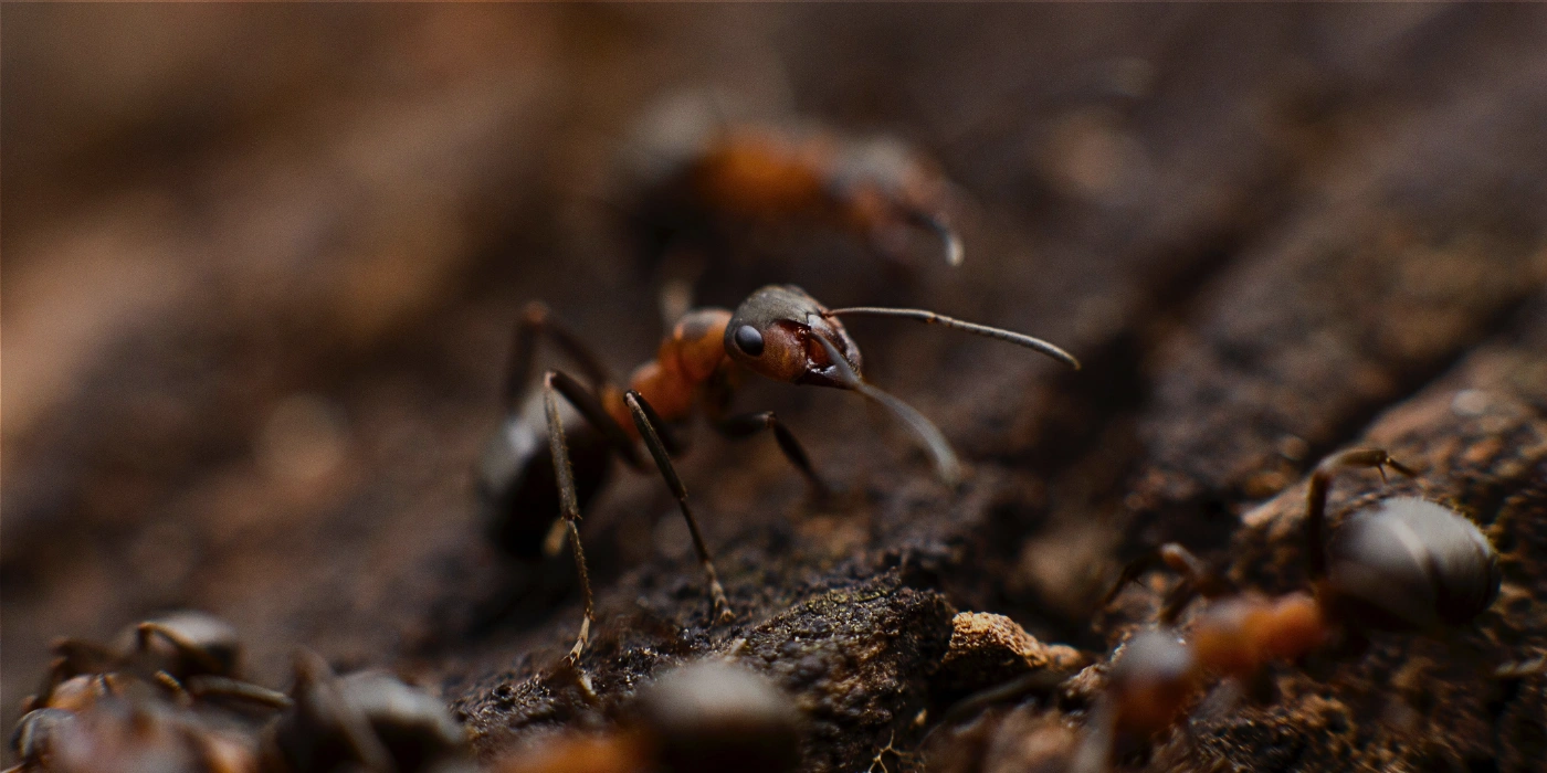 Close-up of Giant Forest Ants crawling along a tree branch in a Southeast Asian rainforest, showcasing their large size and dark exoskeleton