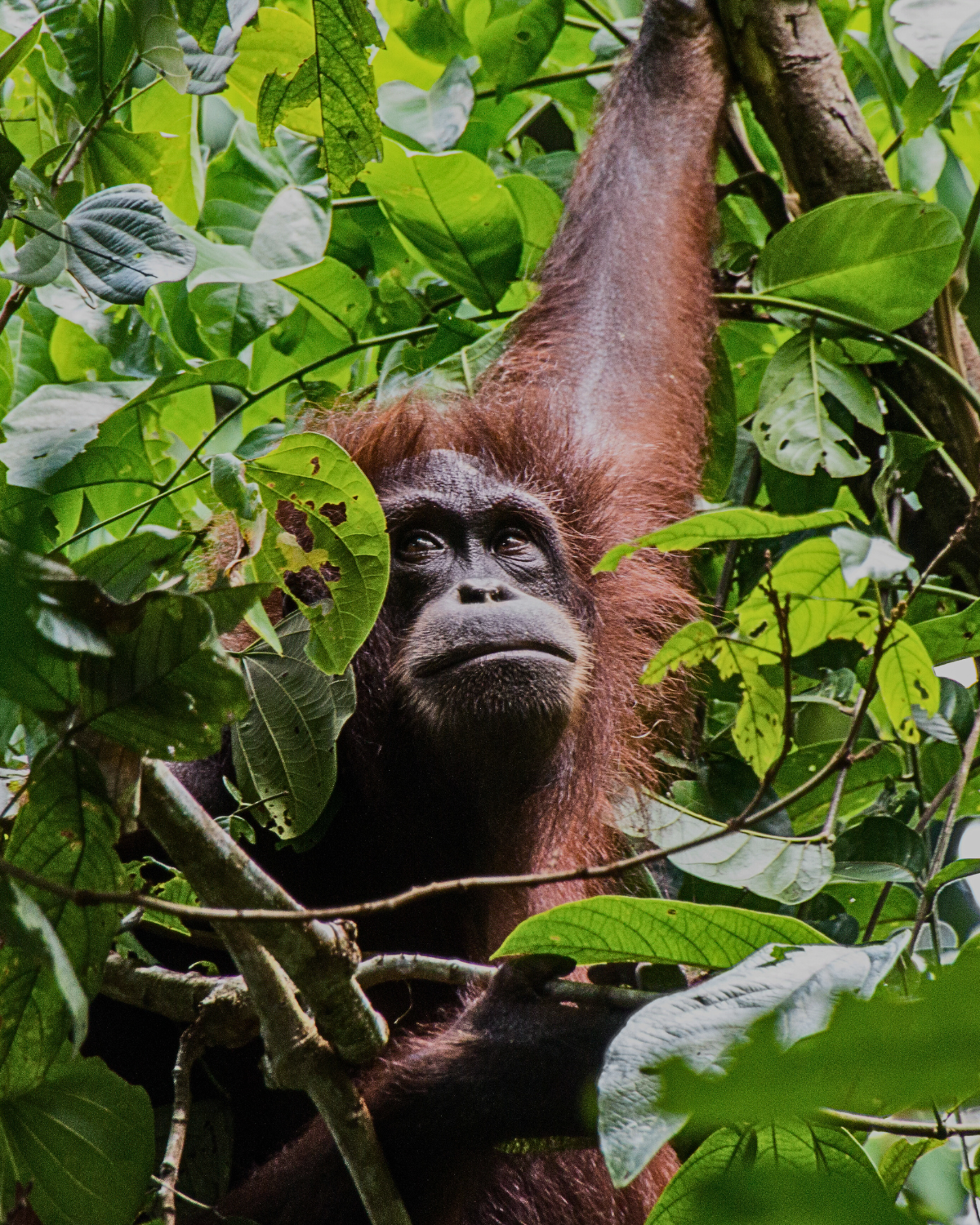 Wild Bornean orangutan surrounded by thick green foliage in the lowland rainforest