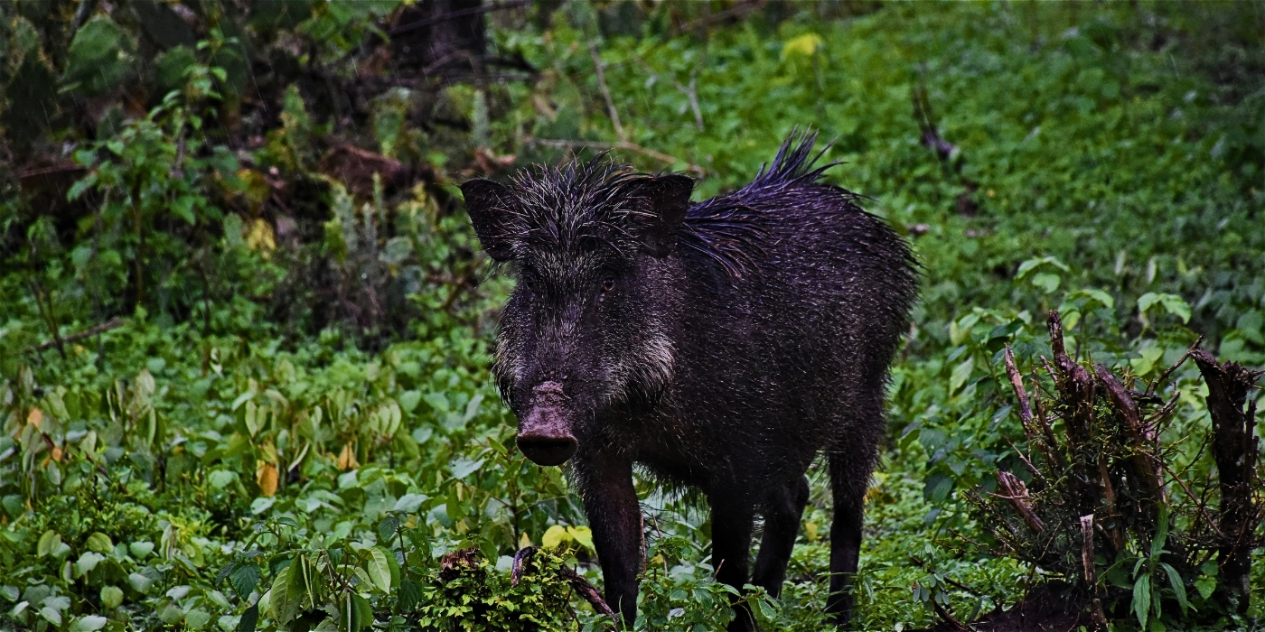 Wild boar walking through the forest undergrowth with coarse fur, tusks, and a muscular build, typical of Southeast Asian rainforests