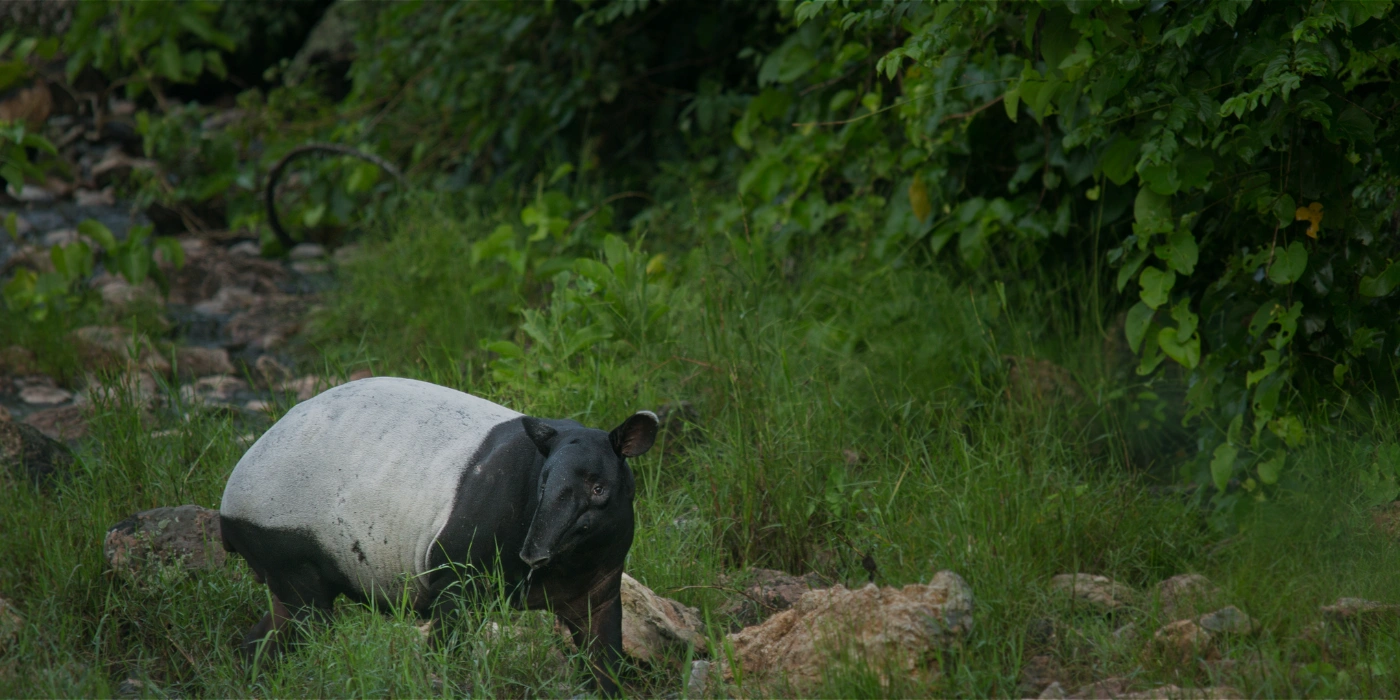 Malayan Tapir with distinctive black-and-white coloring walking through dense rainforest undergrowth in Taman Negara