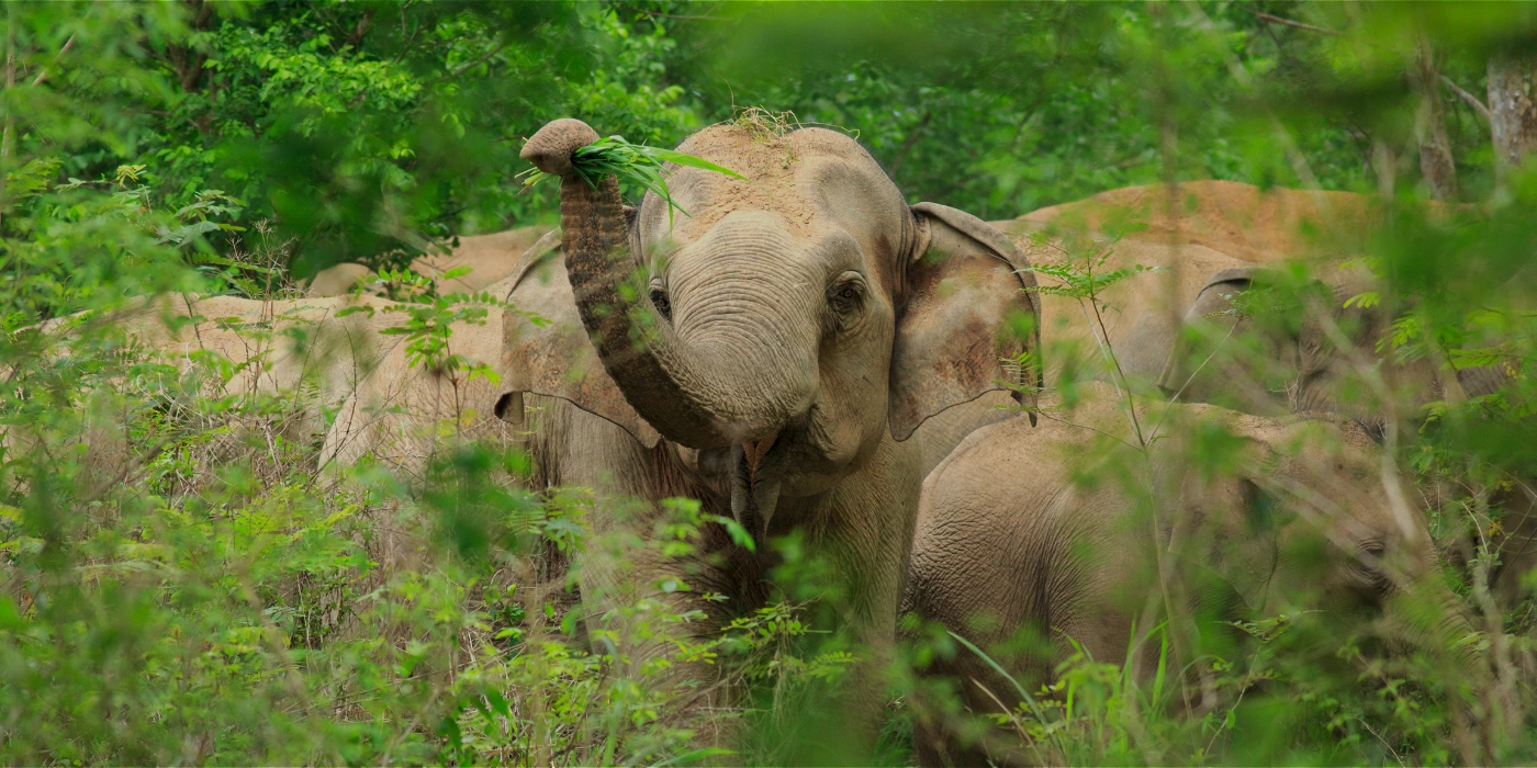 Asian elephant walking through the lush tropical rainforest of Taman Negara, surrounded by dense greenery and natural jungle habitat