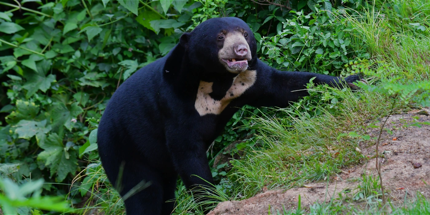 Malayan Sun Bear walking through the forest floor in Taman Negara, with its short black fur and distinctive cream-colored chest patch