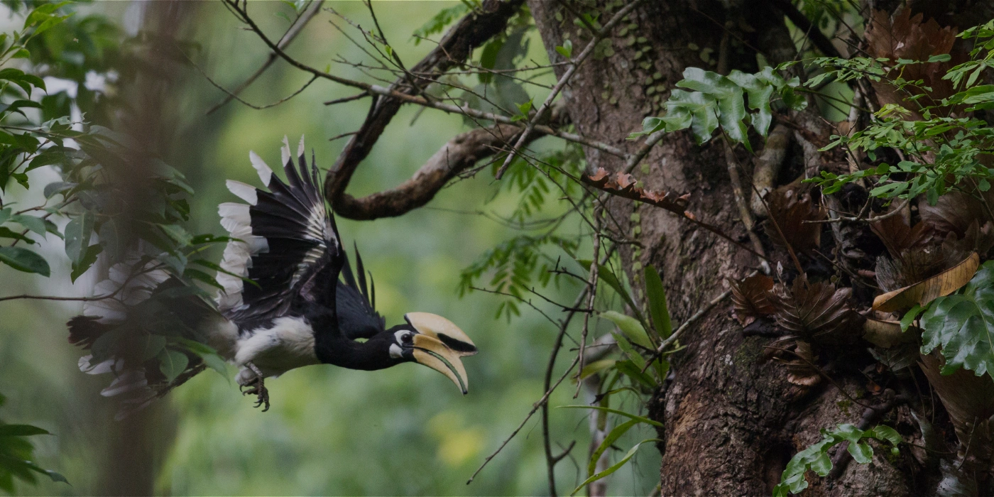Large hornbill flying from tree to tree, with a prominent curved bill and casque, surrounded by lush jungle canopy