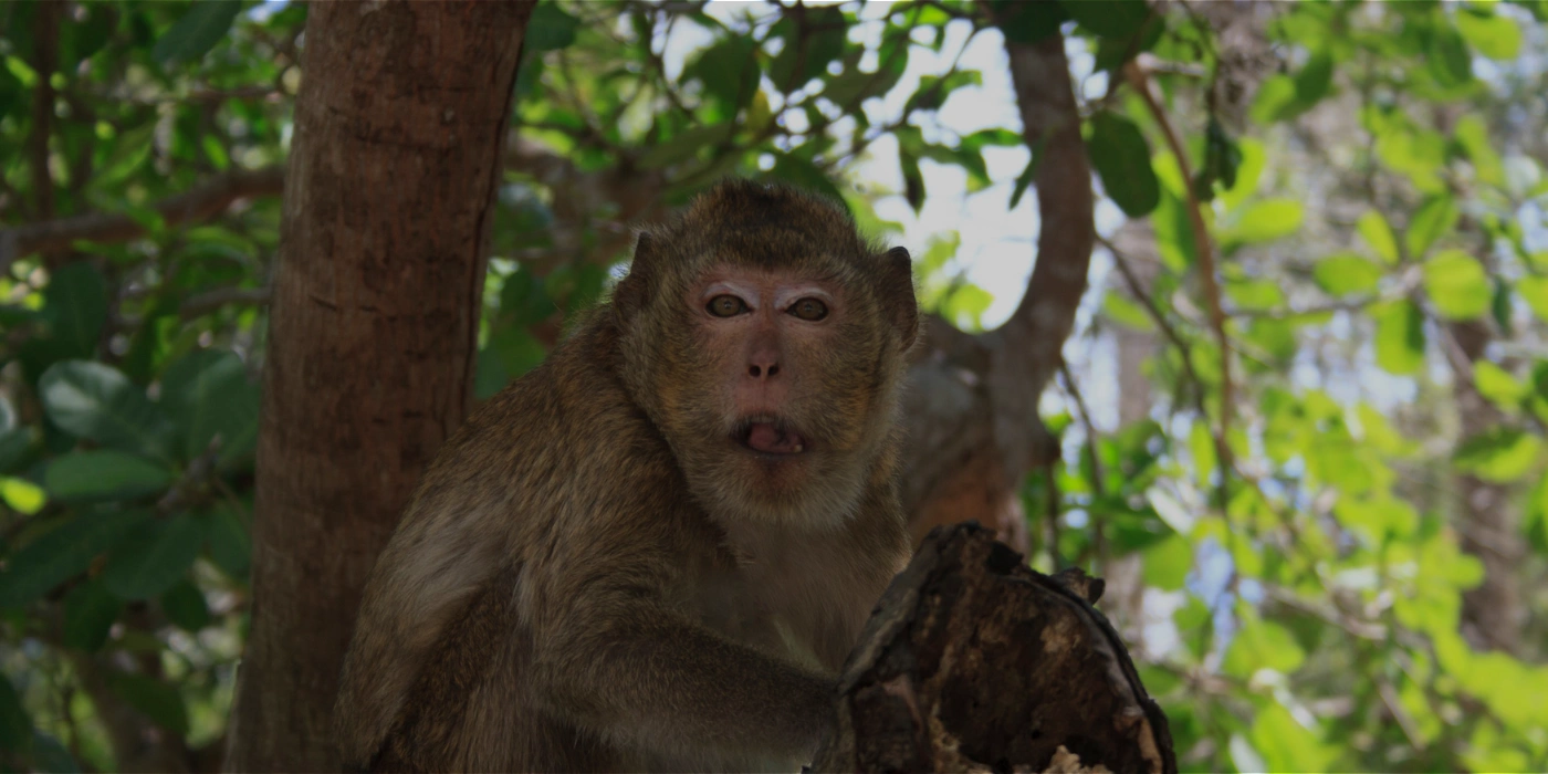 Long-tailed macaque perched on a high tree branch, gazing into the forest, with its long tail hanging and dense foliage in the background
