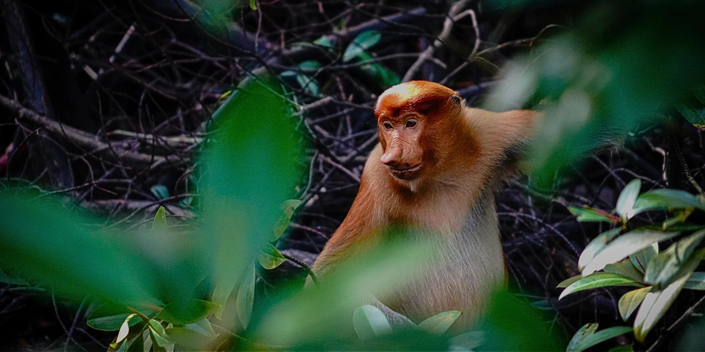 A proboscis monkey perched on a tree branch in the Kinabatangan rainforest, showcasing its large nose and reddish-brown fur