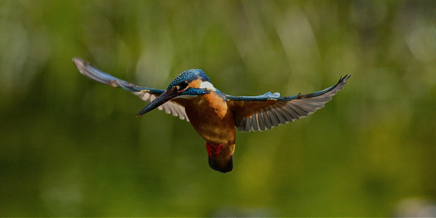 A brightly colored kingfisher perched on a branch in the Bornean rainforest, showcasing its vivid blue and orange plumage near a riverbank.- rainforest discovery centre