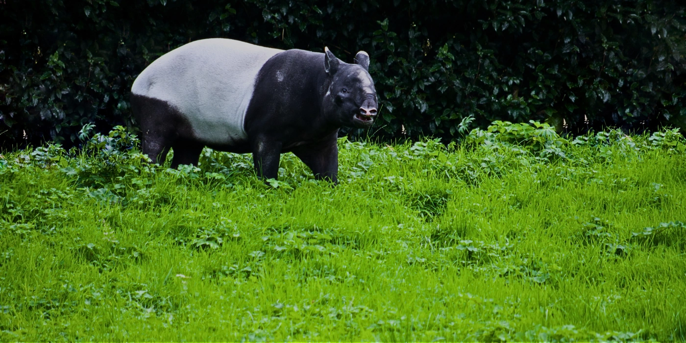 A Malayan tapir (Tapirus indicus) foraging in the dense rainforest of Taman Negara, Malaysia
