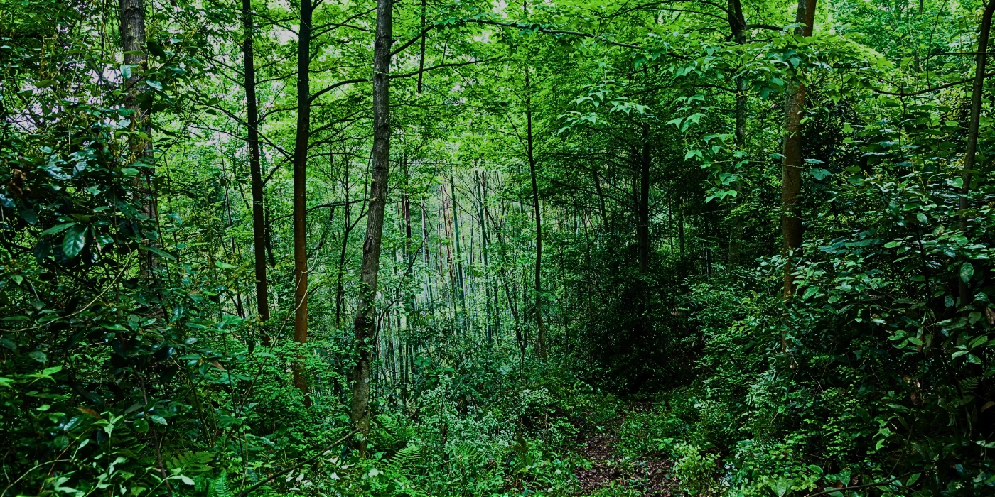 nse rainforest in Taman Negara glistening with moisture and cloaked in mist after a tropical rain