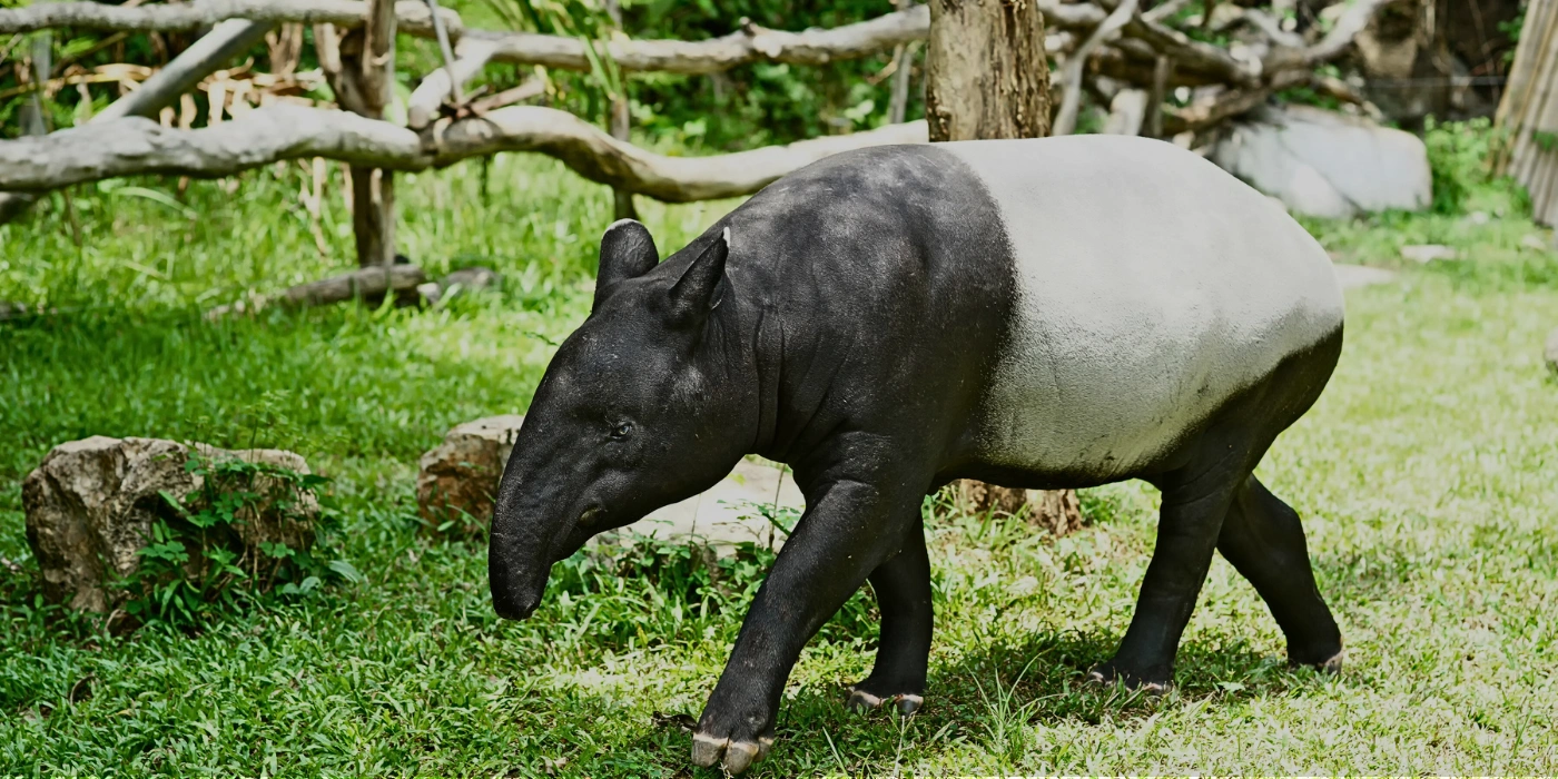 A Malayan tapir with its distinctive black-and-white markings walking through the rainforest undergrowth