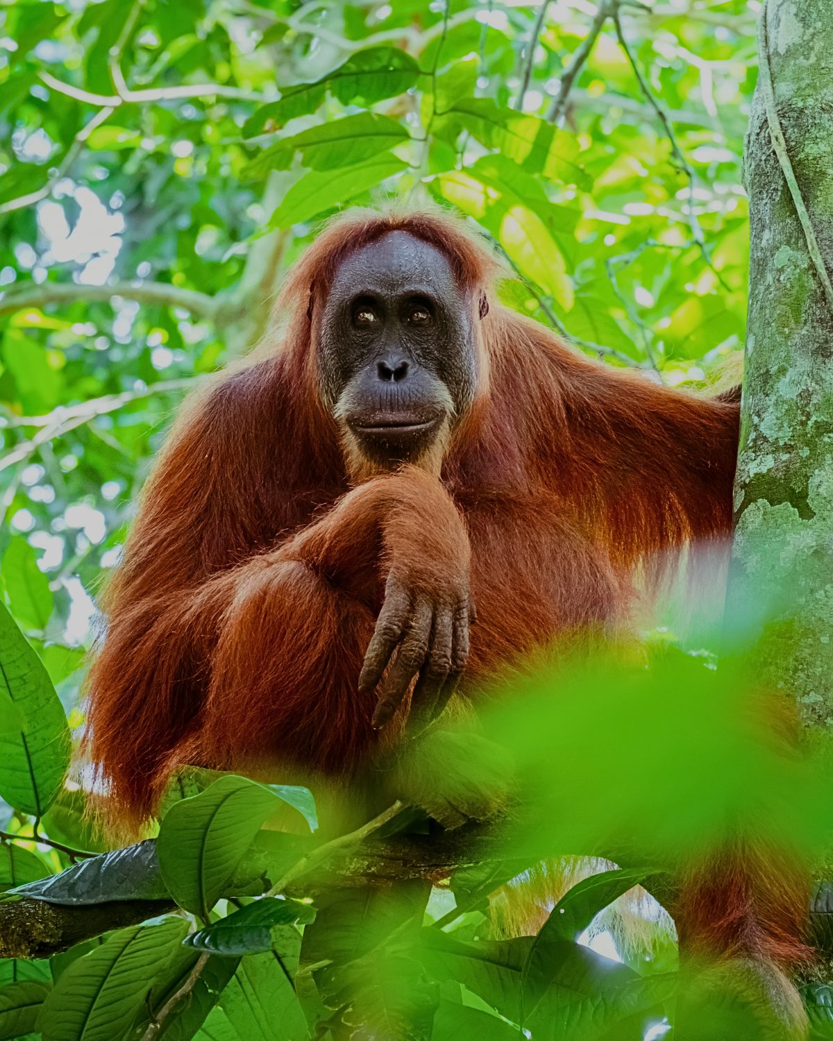 Adult female orangutan sitting peacefully on a tree branch in Sepilok Sanctuary