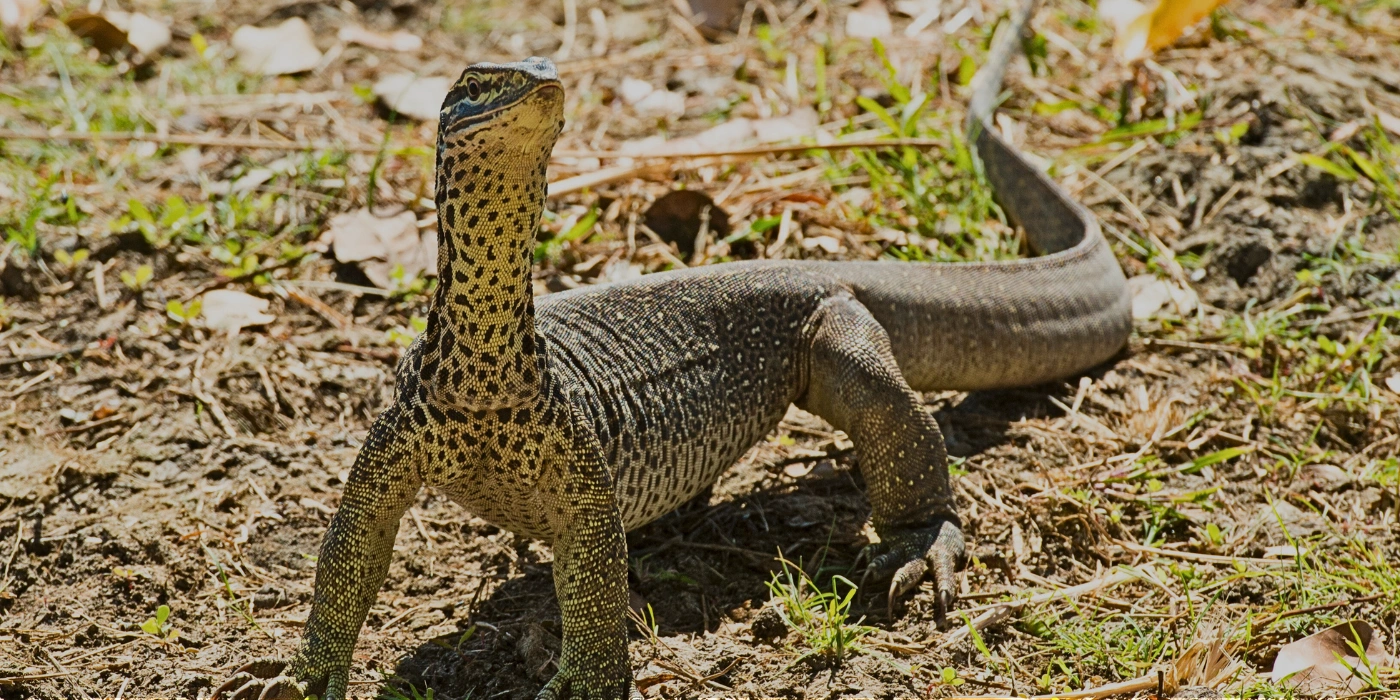A monitor lizard crawling along a forest floor in Taman Negara National Park, surrounded by jungle vegetation