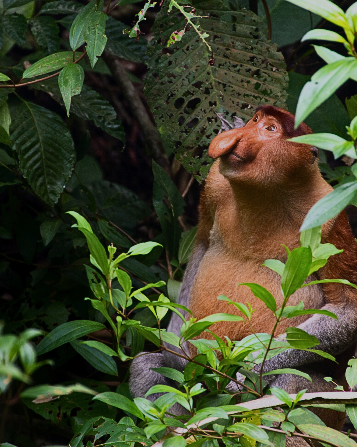 A proboscis monkey with iconic nose looking up through lush rainforest leaves