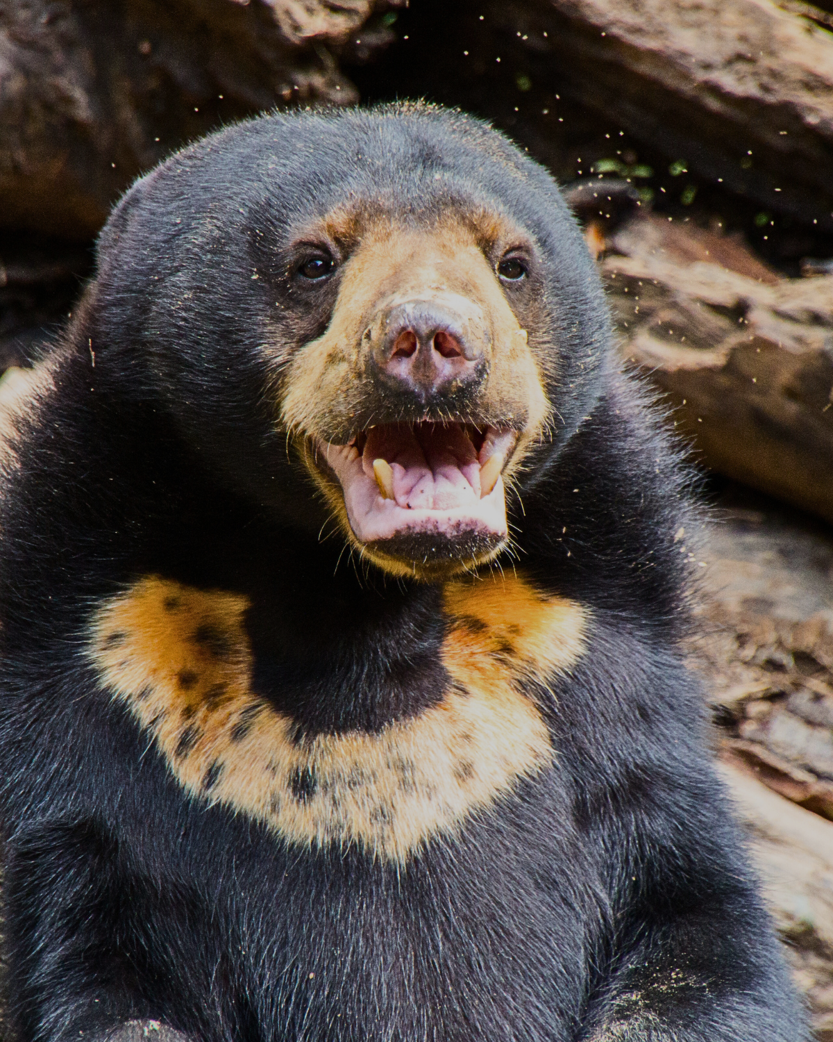 Bornean sun bear with yellow-orange chest marking at the Sun Bear Conservation Centre