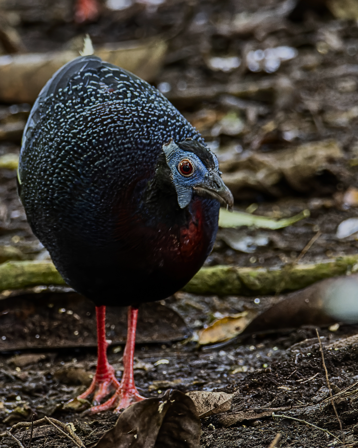 Rainforest Close-up of a Crested Fireback pheasant walking on the forest floor in Borneo