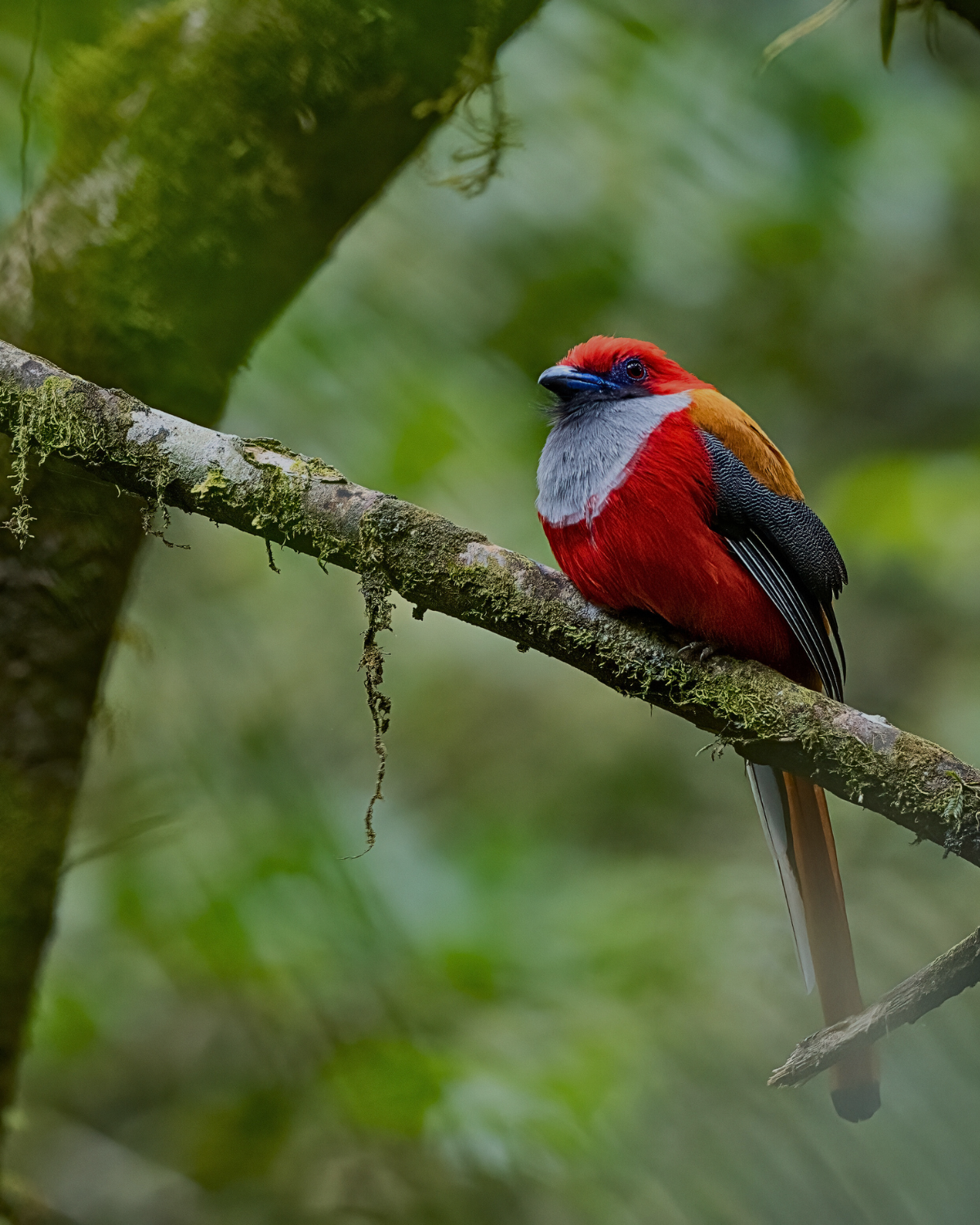 Vibrant scarlet-rumped trogon bird sitting on a mossy branch in the Bornean jungle