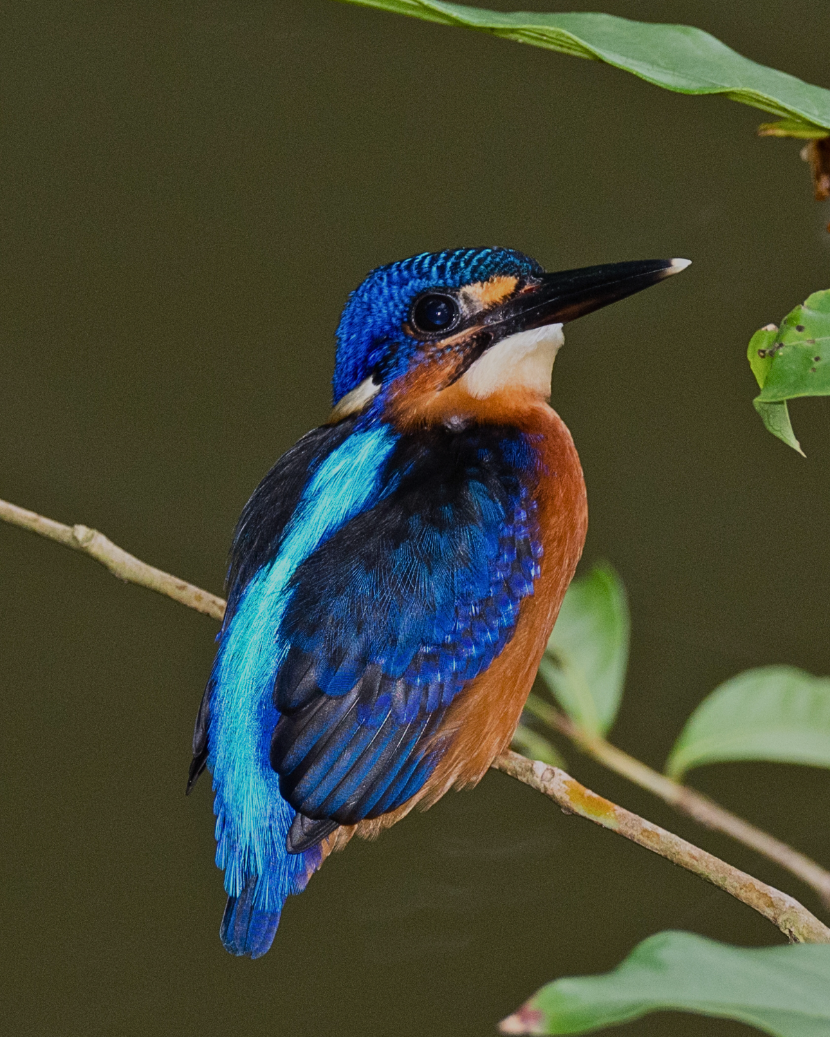 A colorful blue-eared kingfisher perched on a branch in Sabah's river ecosystem