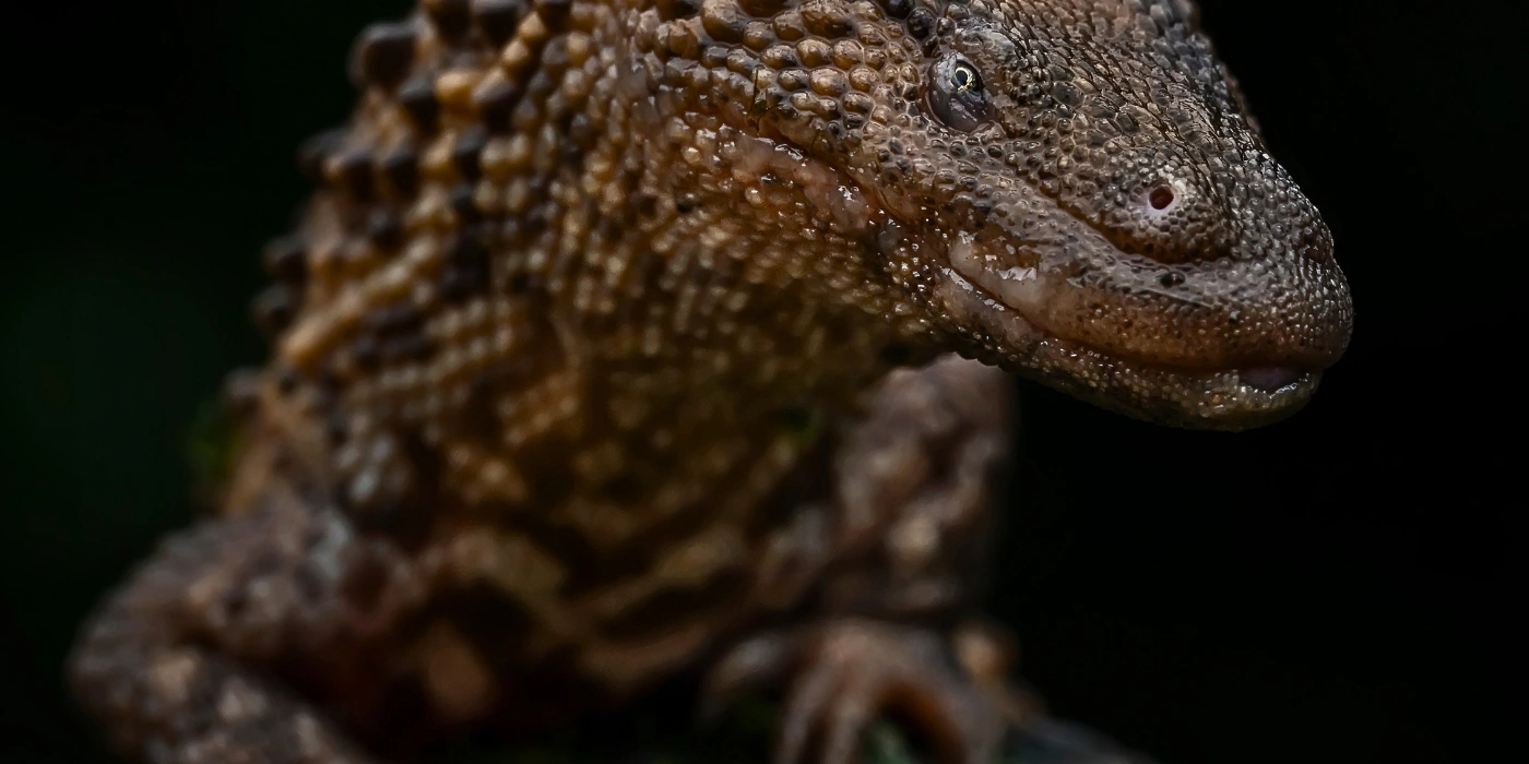 Close-up of the Borneo Earless Monitor Lizard, showing its rough-scaled body and absence of external ears, native to the rainforests of Borneo