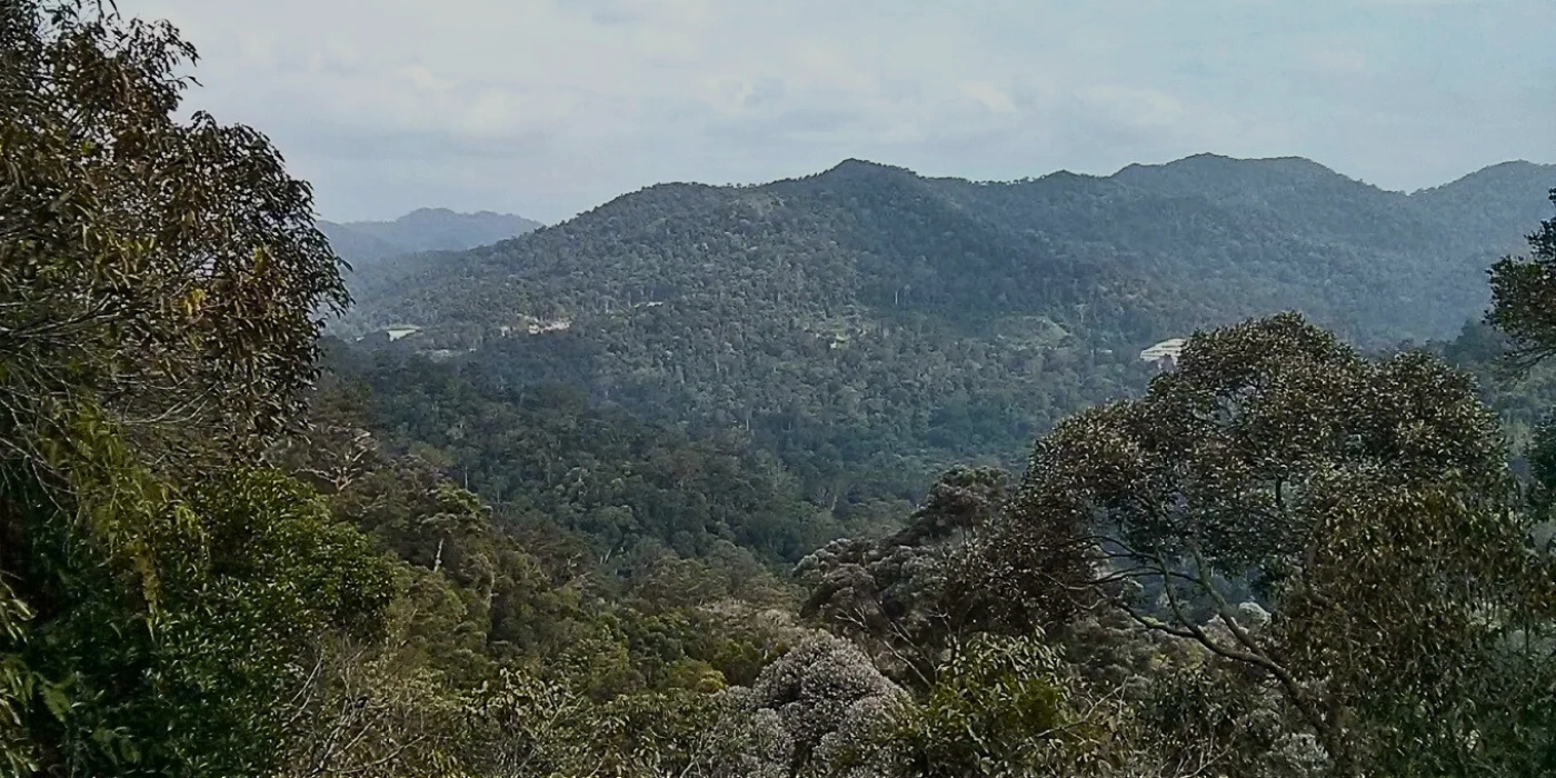 iew of lush green rainforest treetops from the canopy walkway in Taman Negara